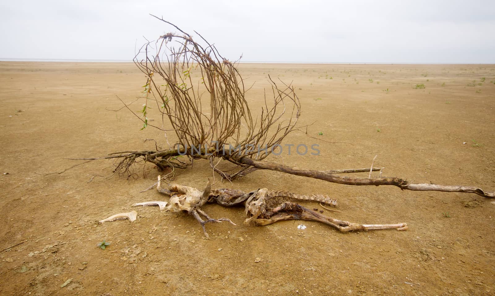 lost animal on desert sandy coast