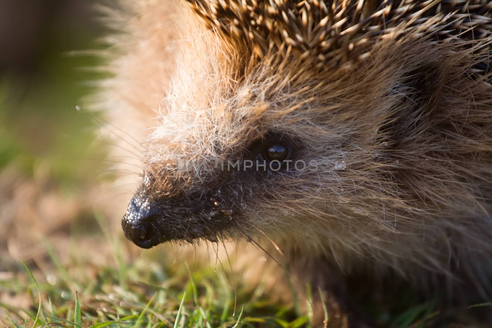 hedgehog  needle wild animal close up by max51288