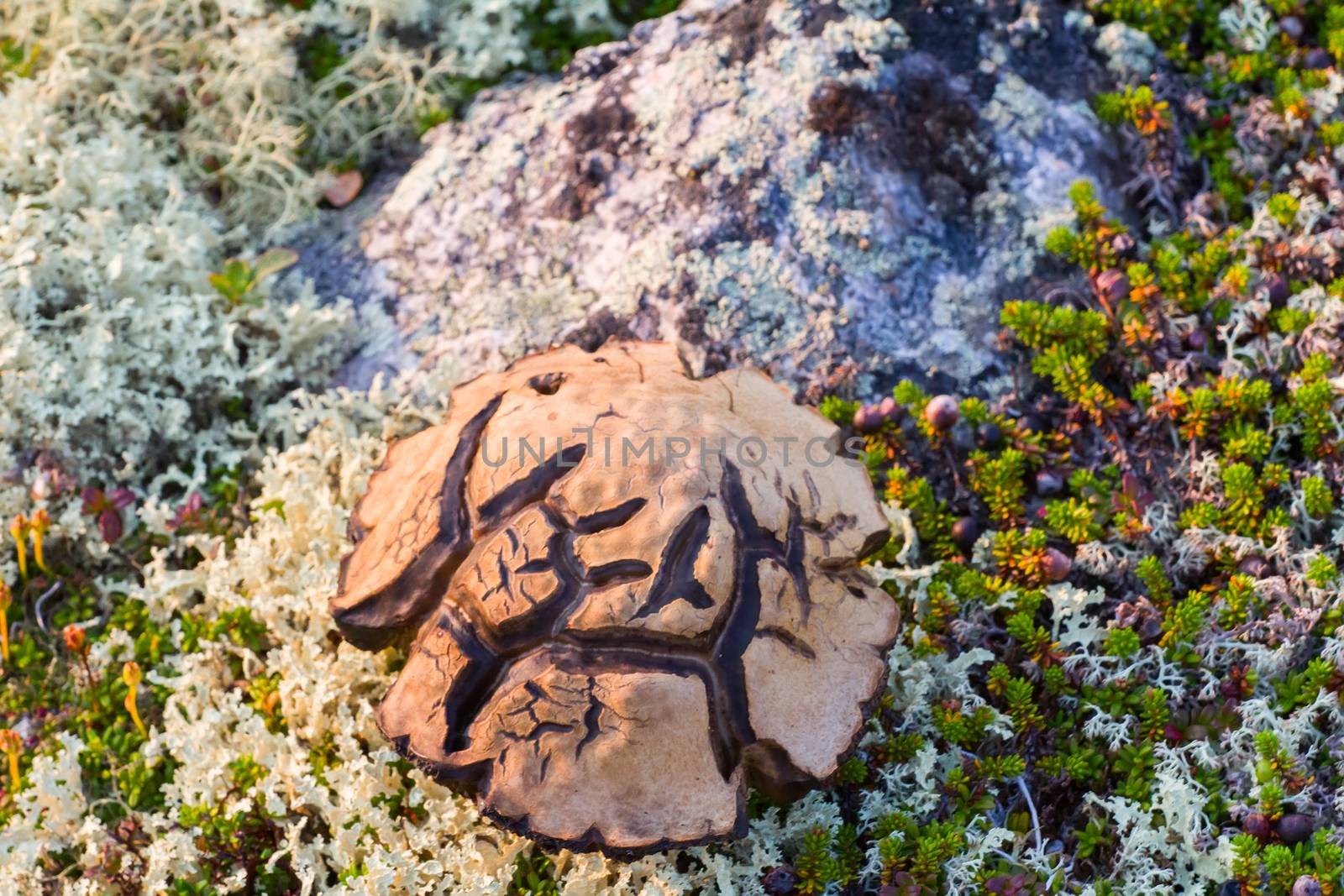 mushroom with symbols on  hat in  polar region