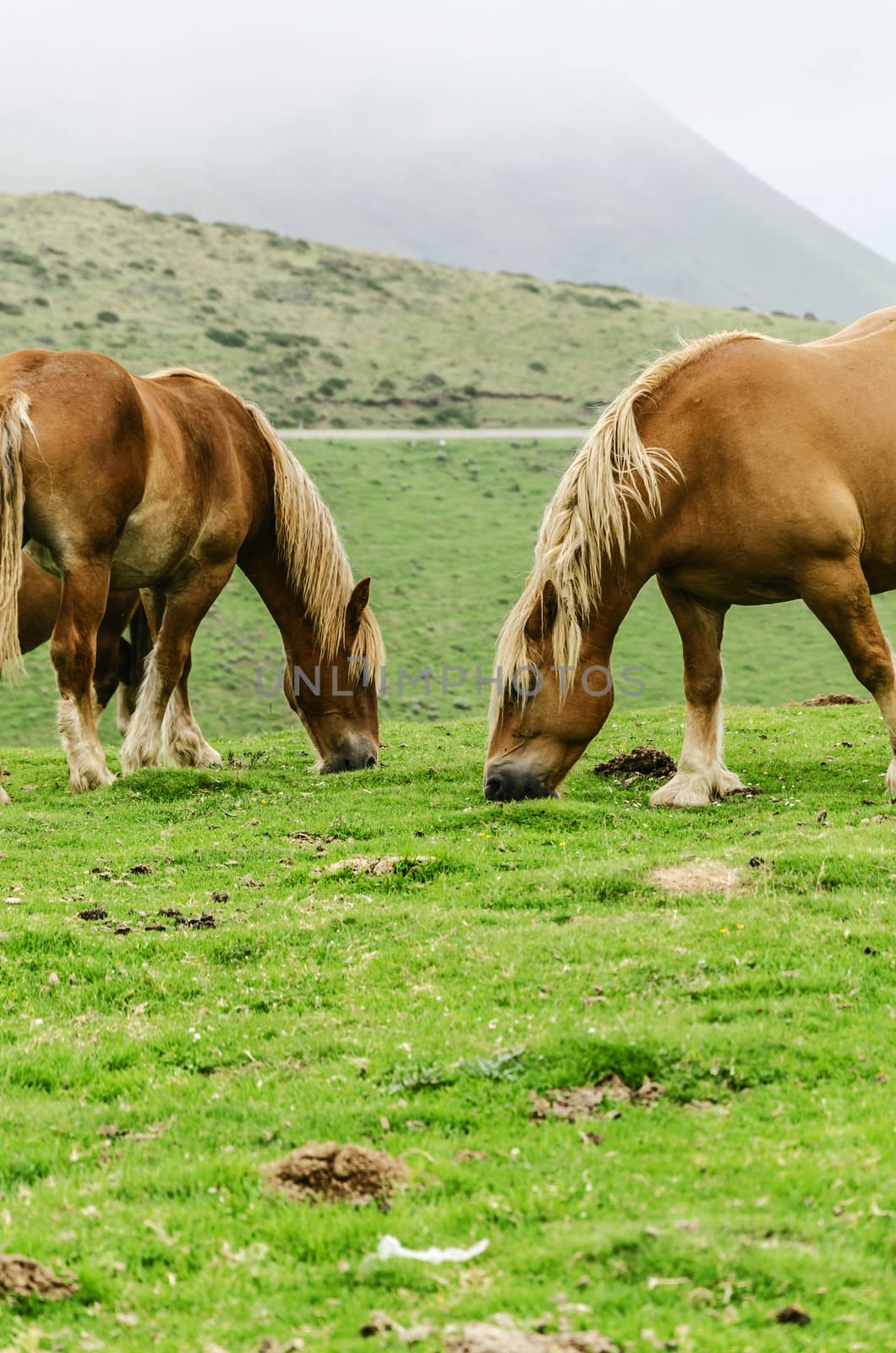Beautiful horses high on the mountain in Spain. 