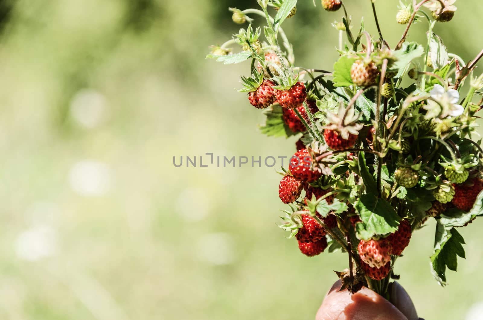 Beautiful wild strawberries into the Navarra's forest