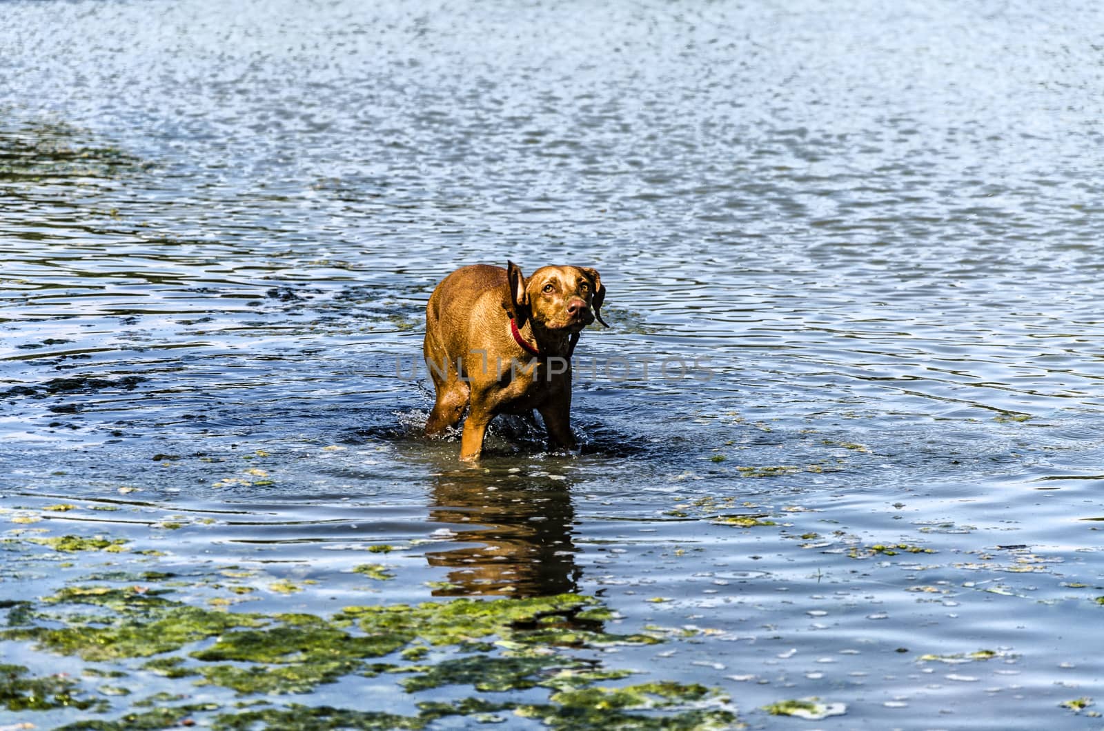 Dog playing with her owner inside the river.