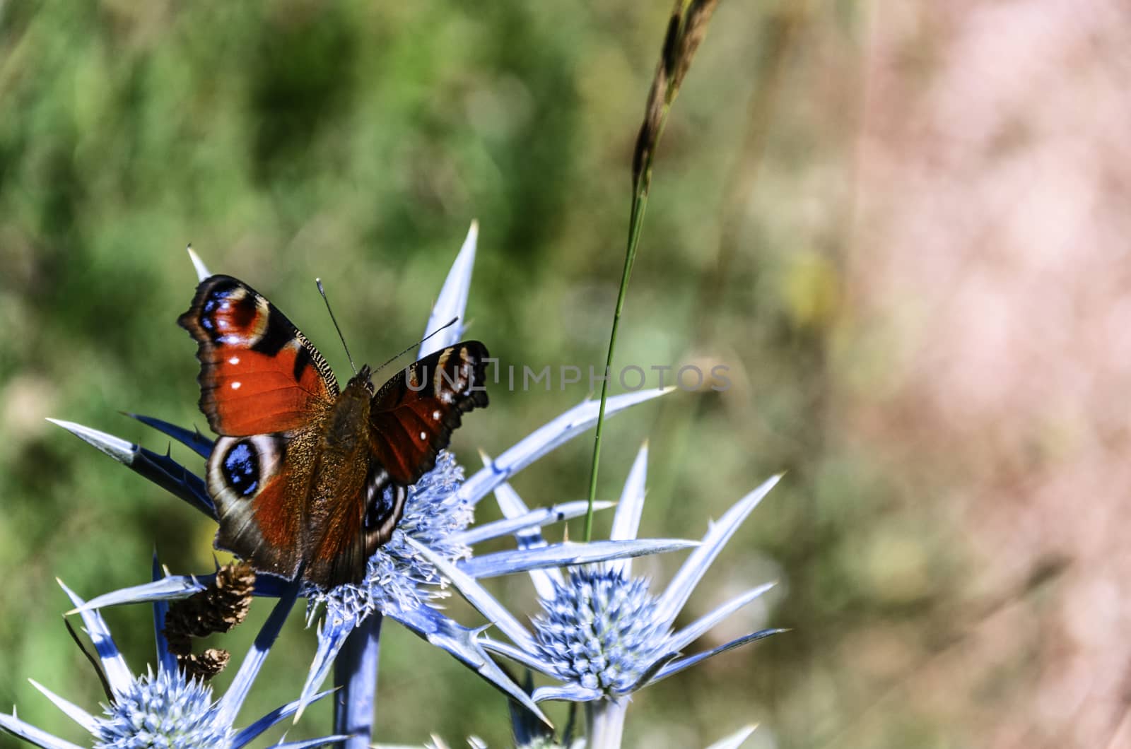 Beautiful butterfly on the flower