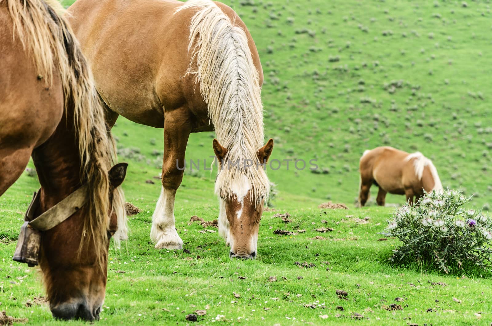 Beautiful horses high on the mountain in Spain. 
