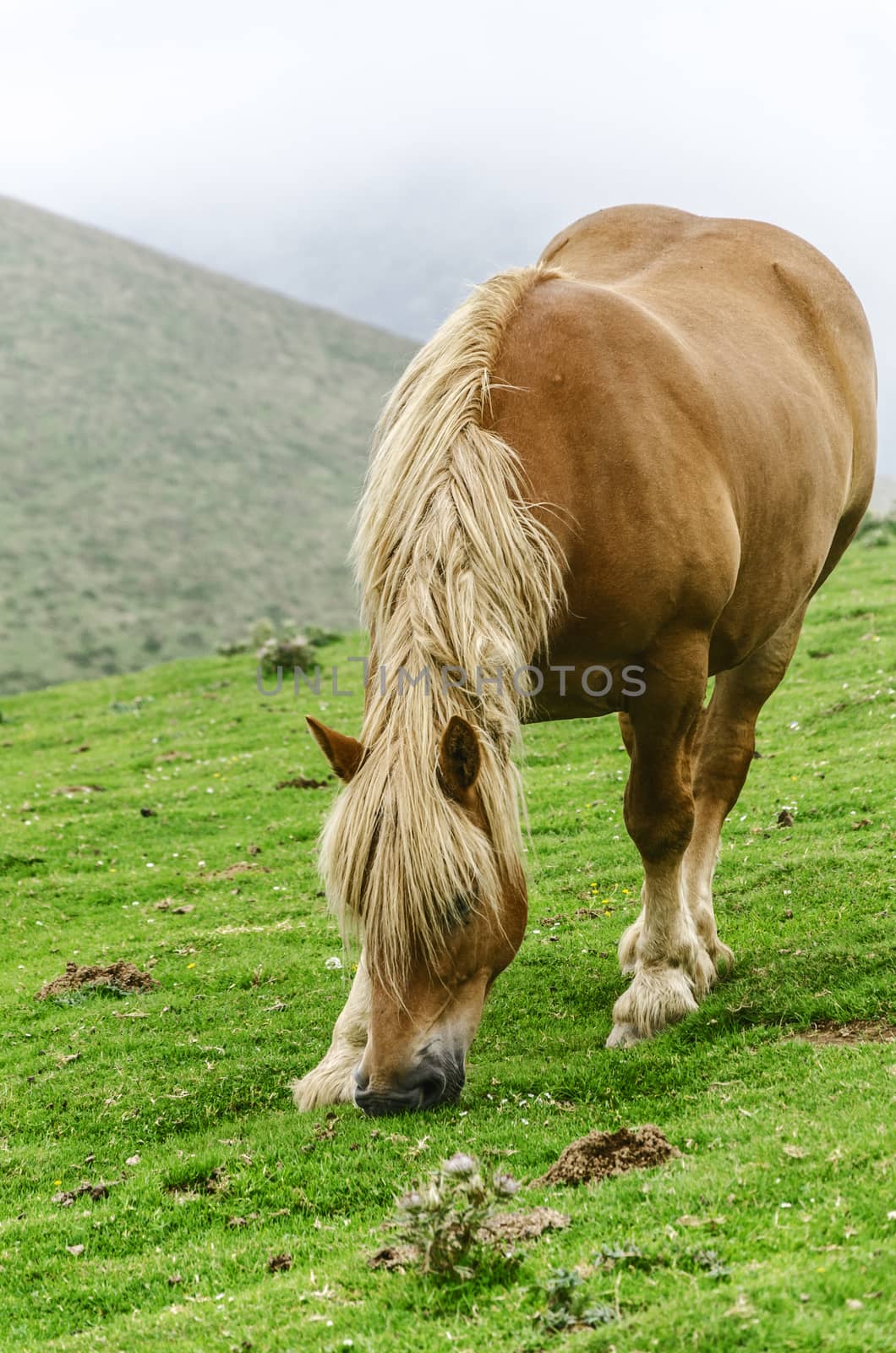 Beautiful horse high on the mountain in Spain. 