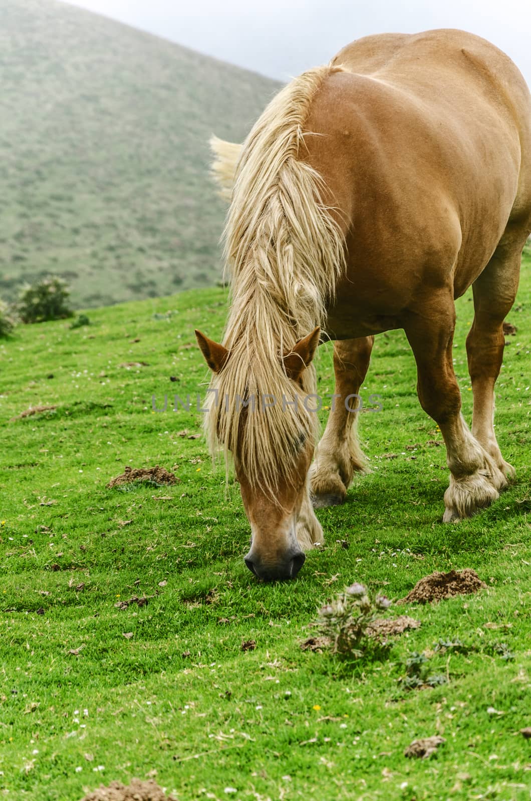 Beautiful horse high on the mountain in Spain. 