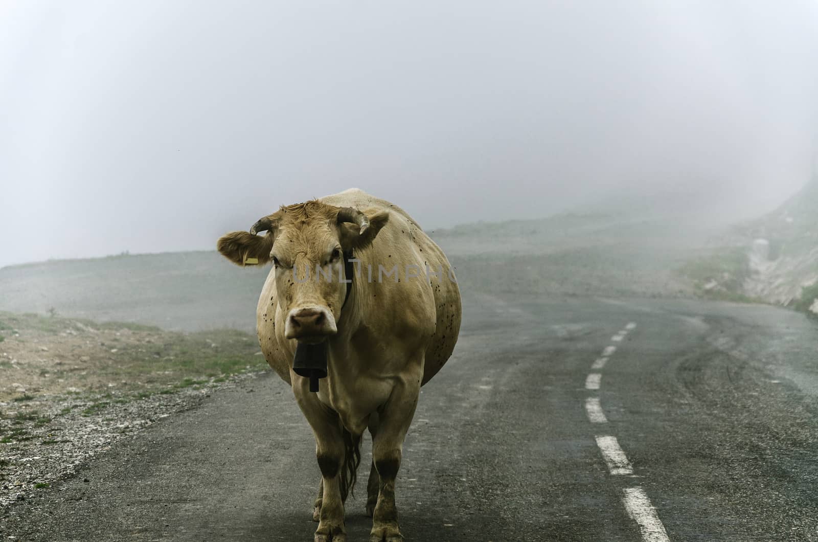 Cow on the road, high in the cold mountain of Navarra in Spain.