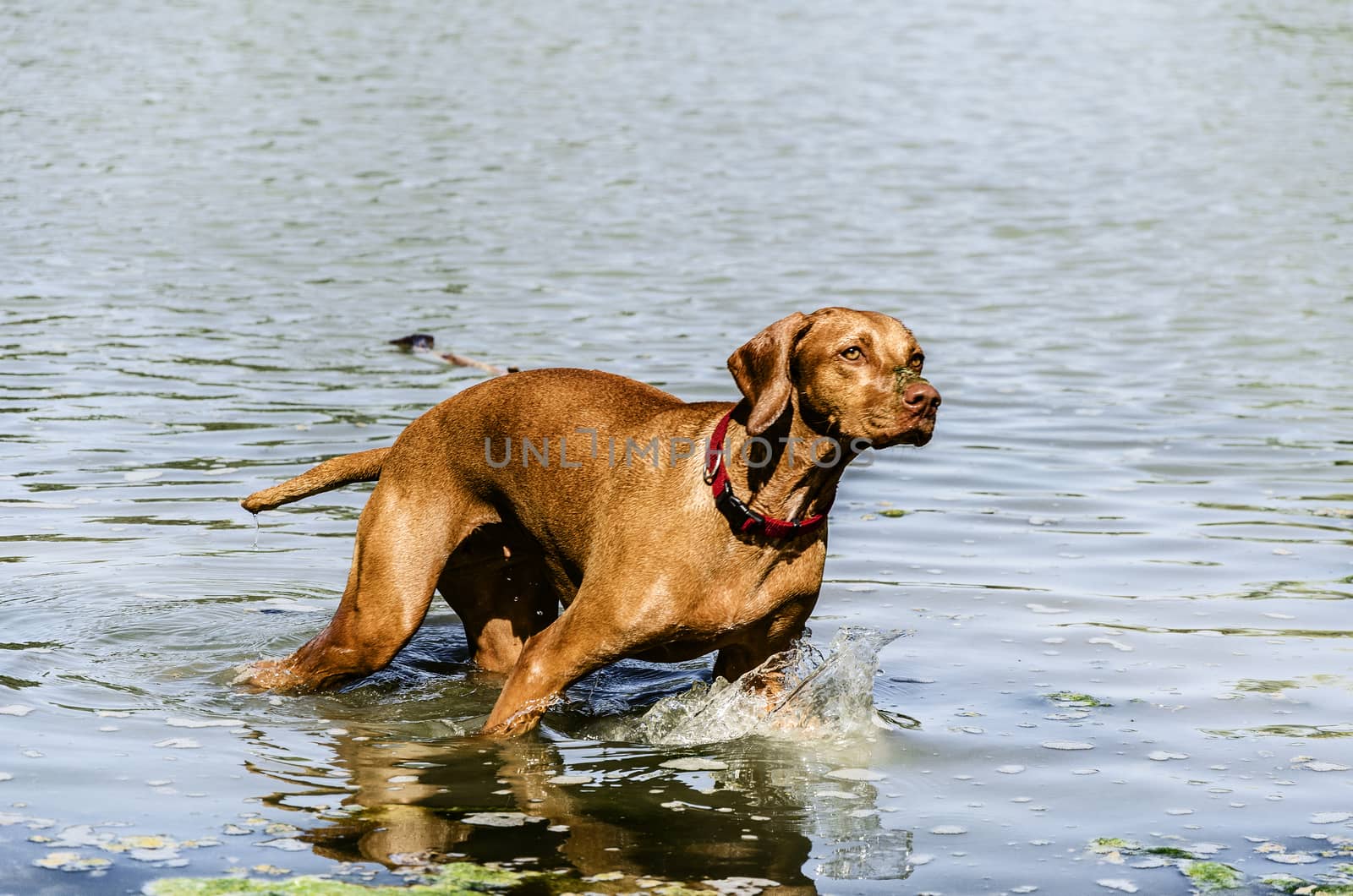 Dog playing with her owner inside the river.