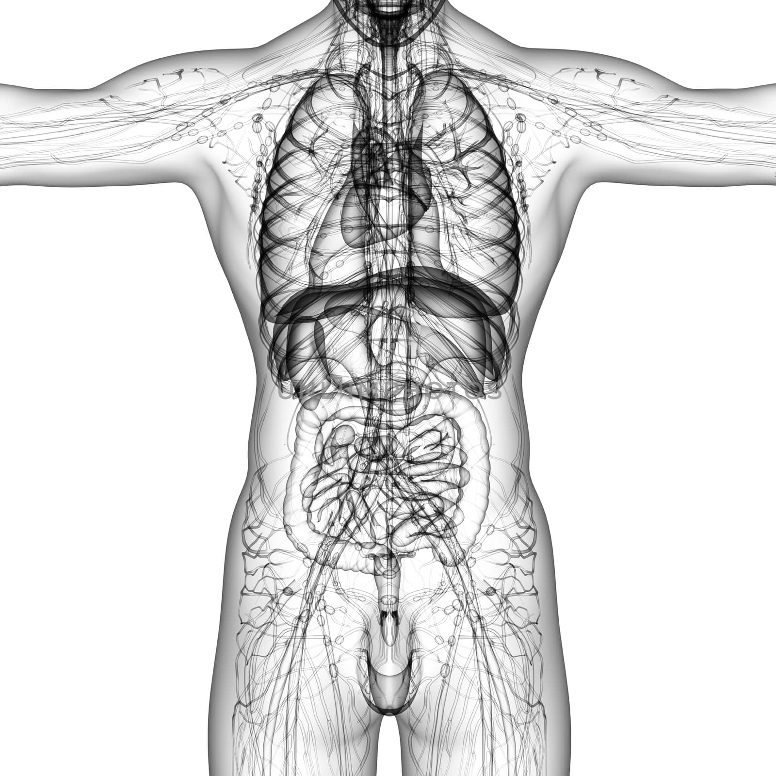 3d render medical illustration of the human anatomy - front view