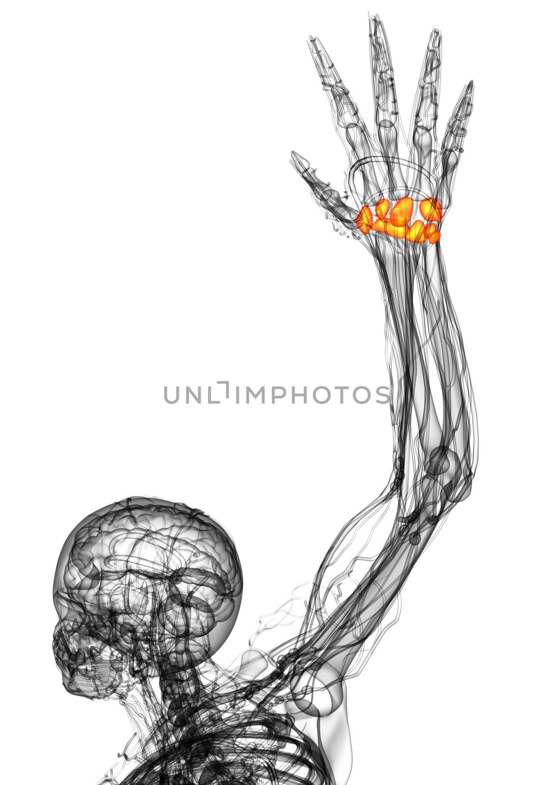 3d render medical illustration of the carpal bone - bottom view