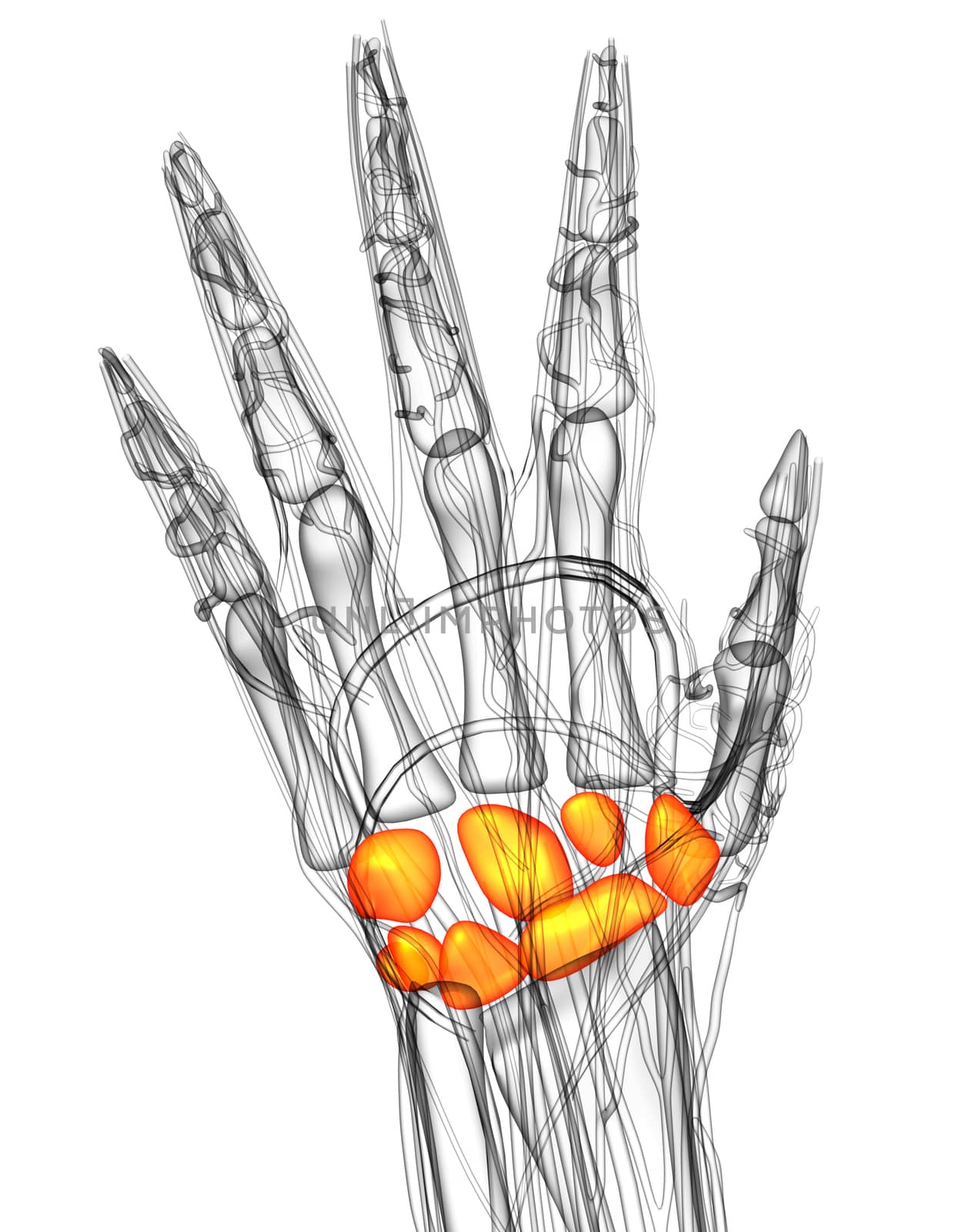 3d render medical illustration of the carpal bone - top view