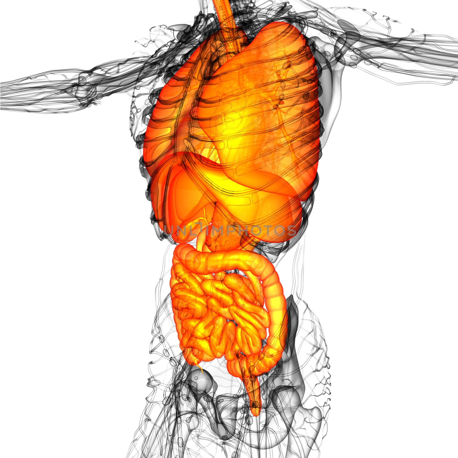 3d render medical illustration of the human digestive system and respiratory system  - side view