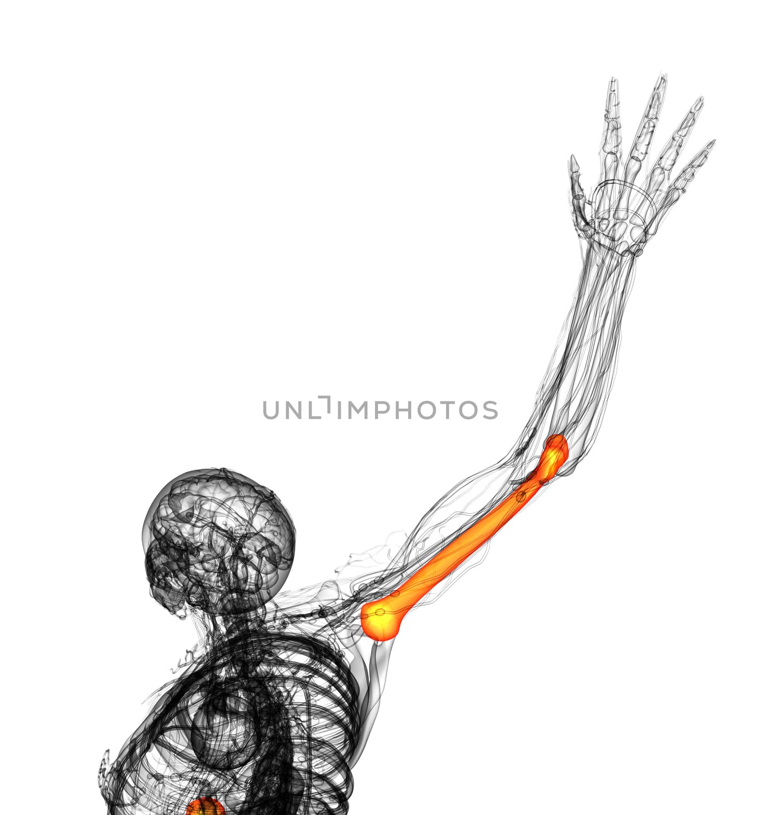 3d rendered illustration of the humerus bone - bottom view