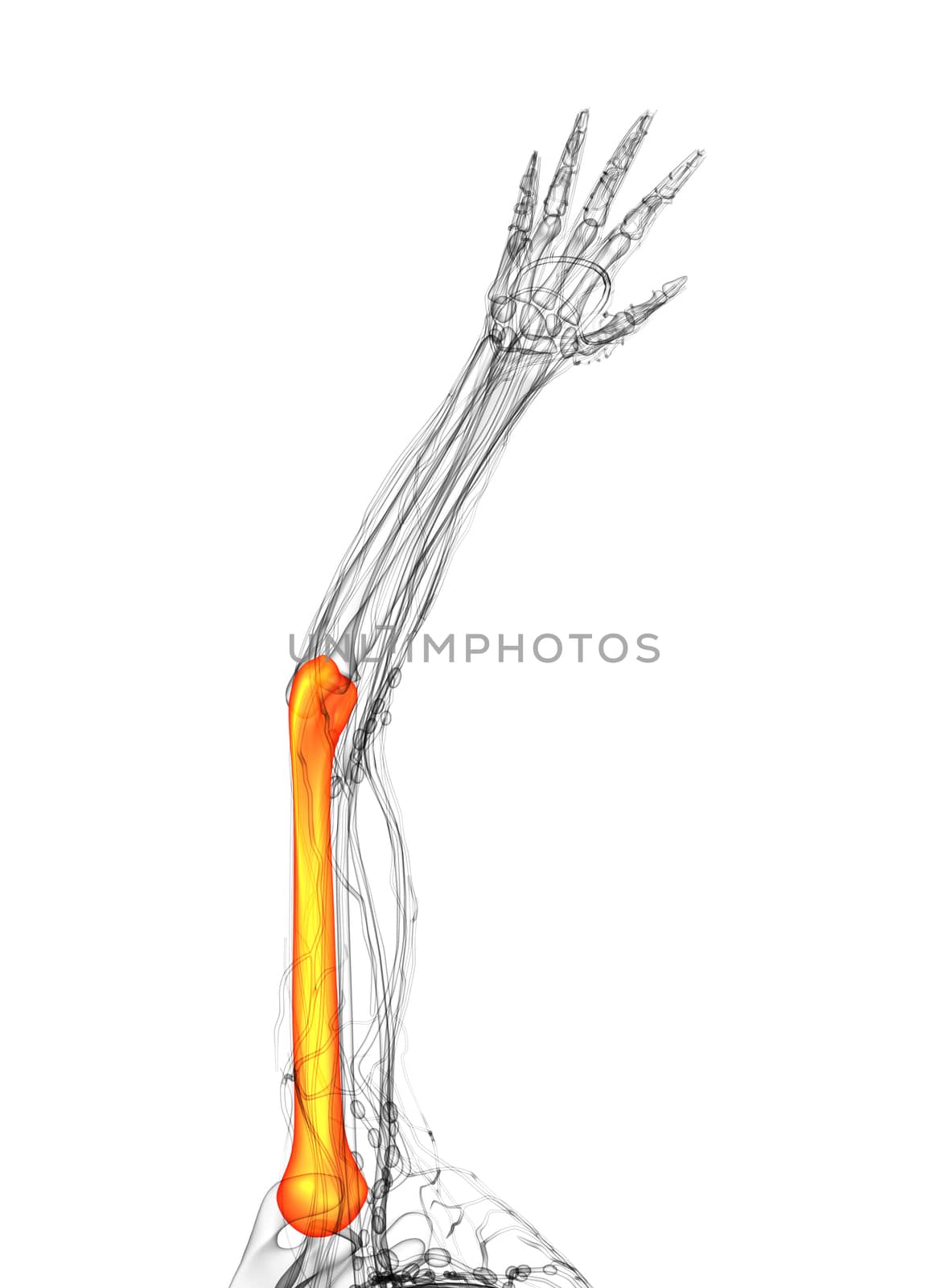 3d rendered illustration of the humerus bone - top view