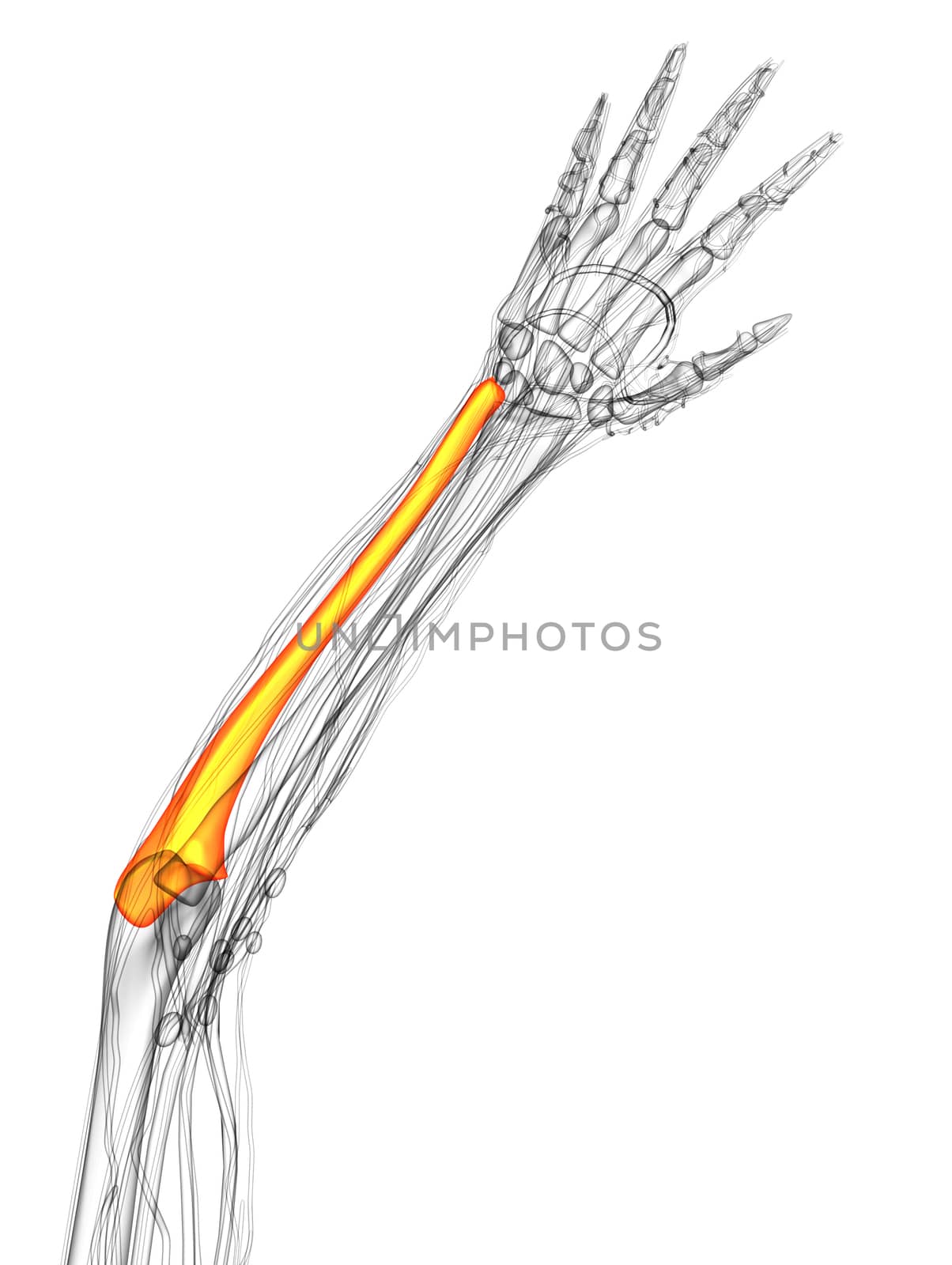 3d render medical illustration of the ulna bone - top view