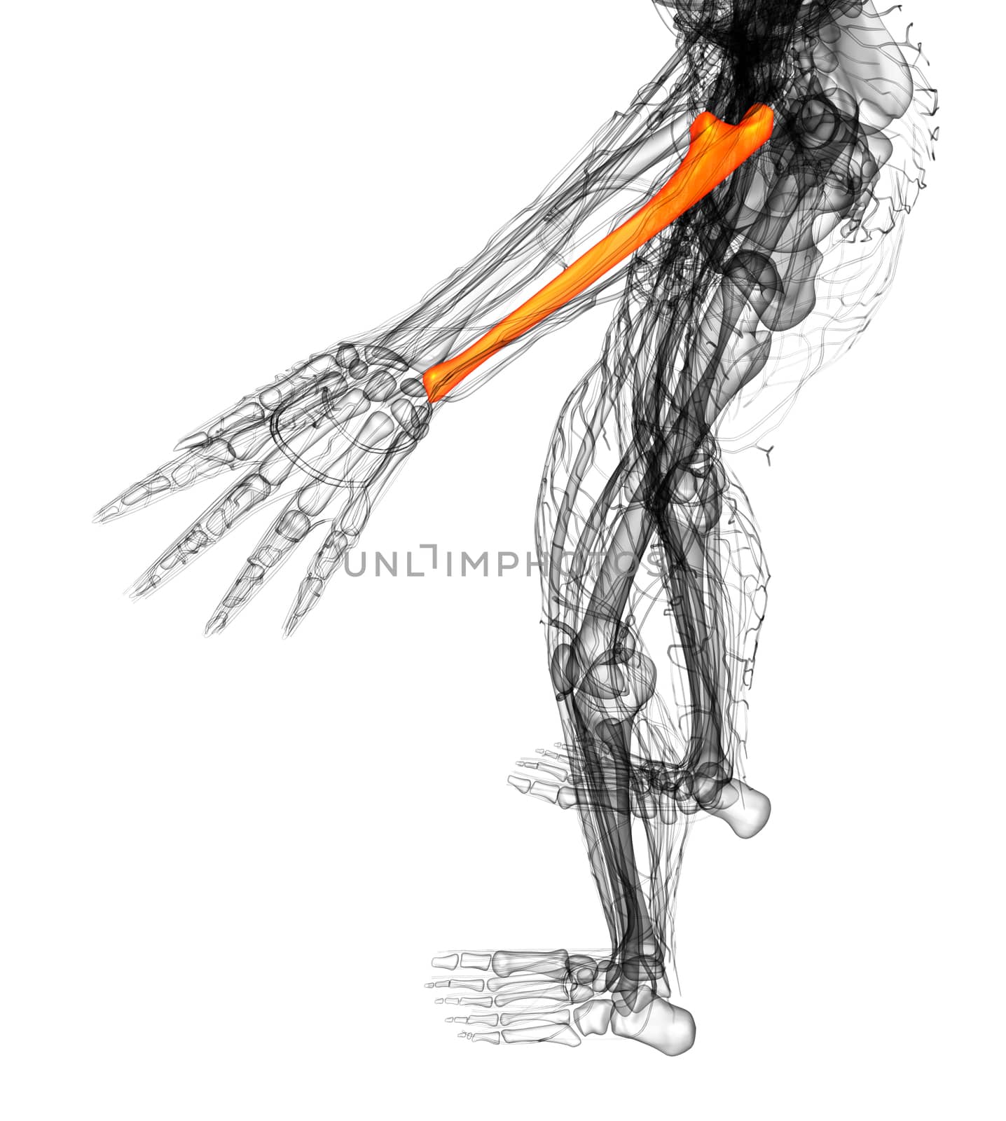 3d render medical illustration of the ulna bone - top view