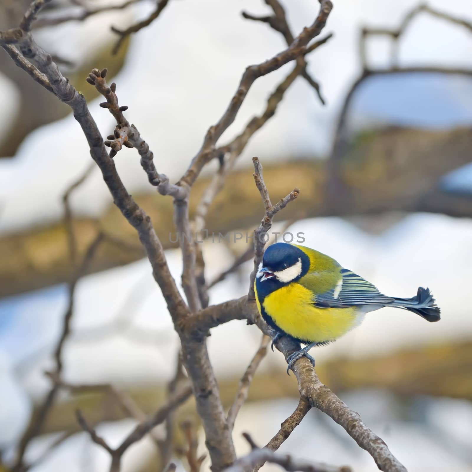 tit on a branch in winter forest