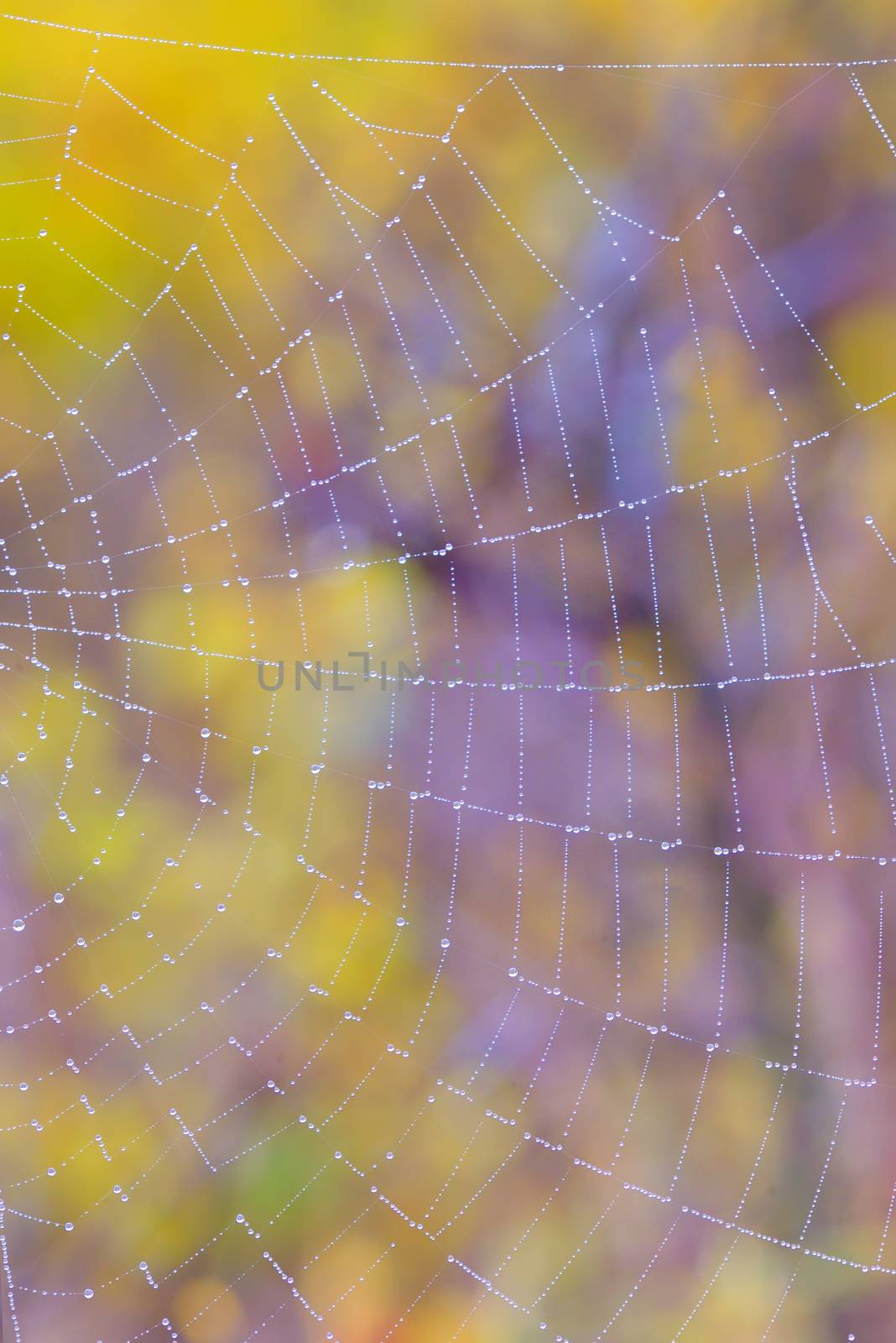 Web closeup on the meadow forest
