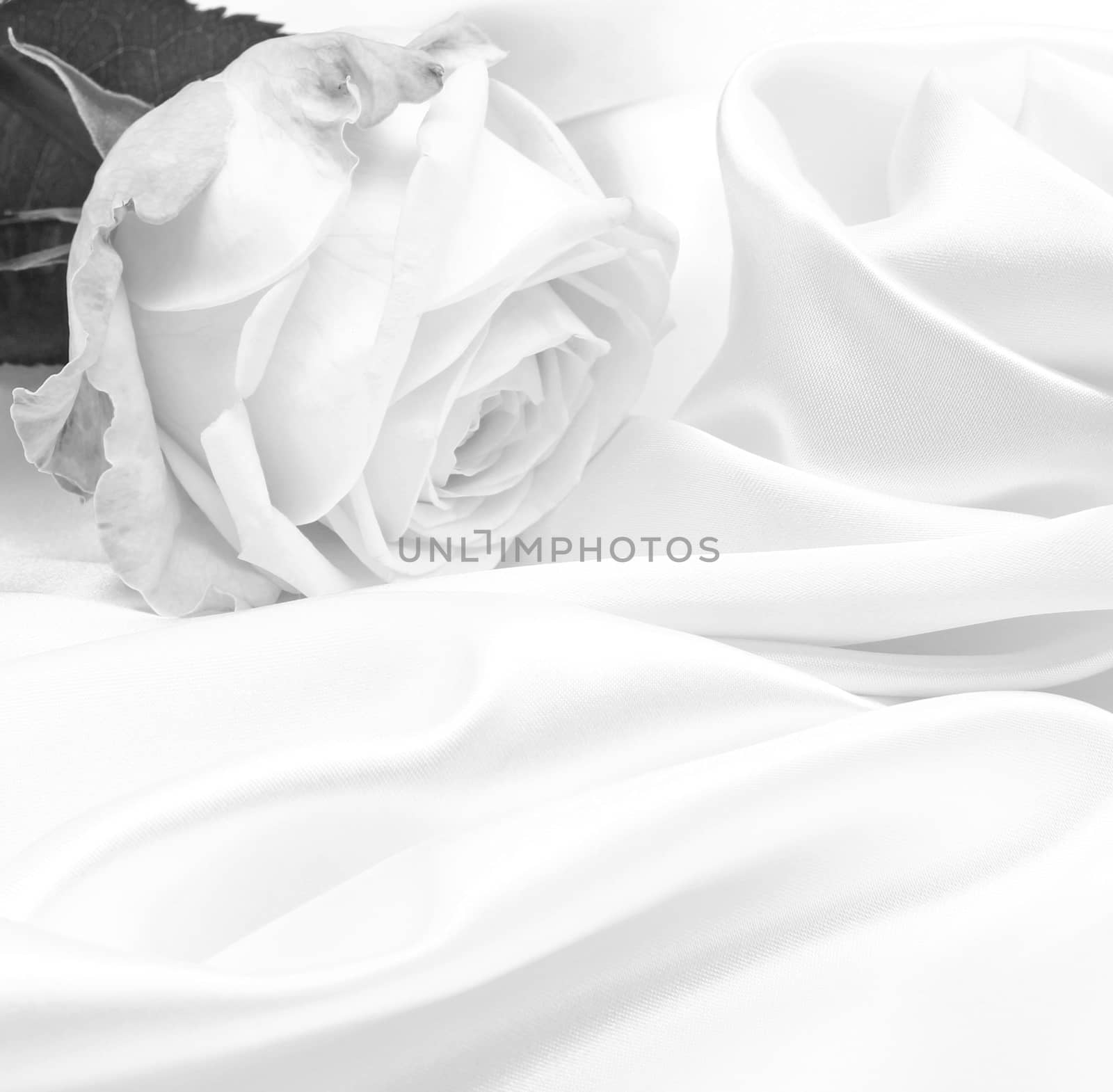  Beautiful white roses in black and white on white silk as wedding background