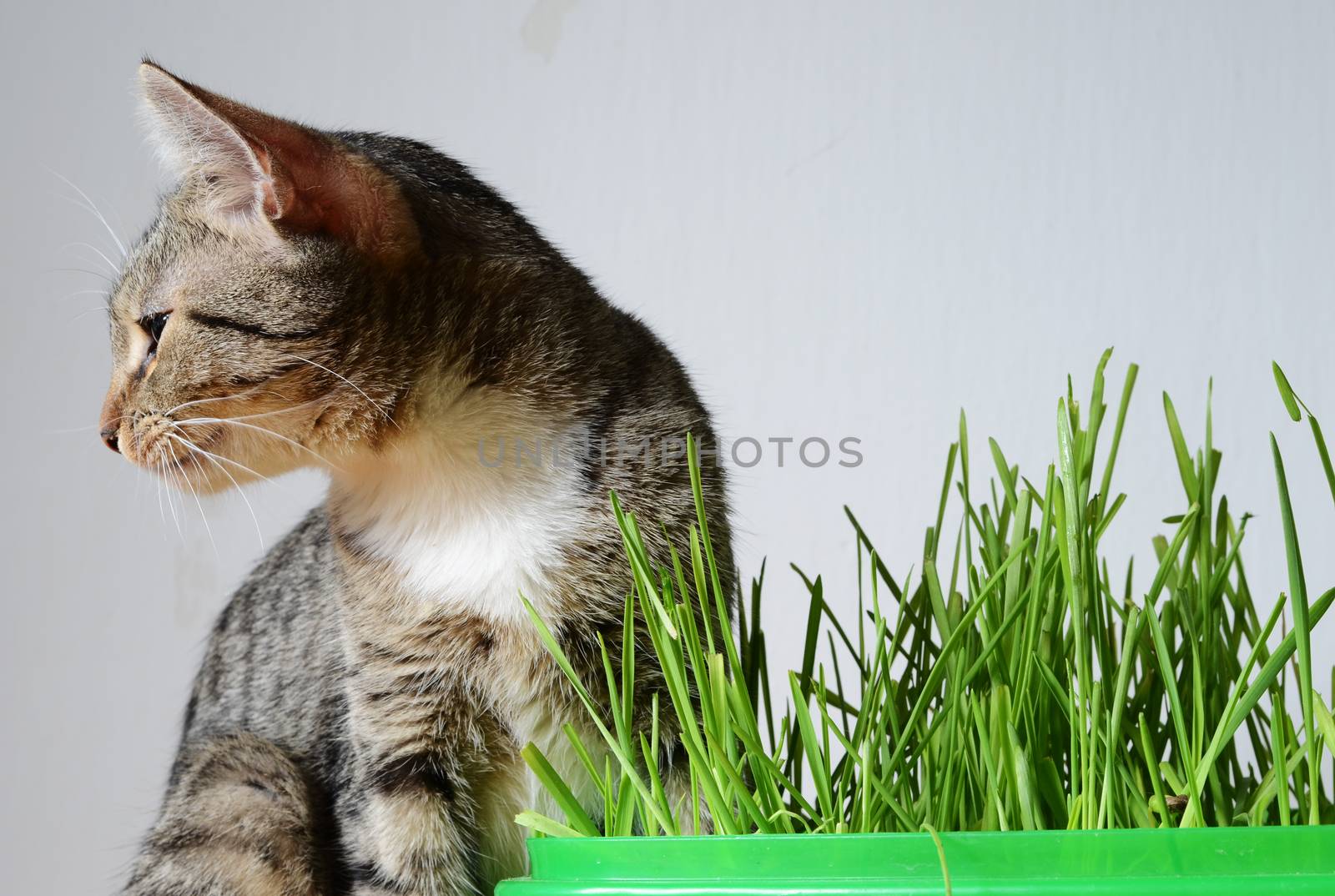 kitten and grass by sarkao