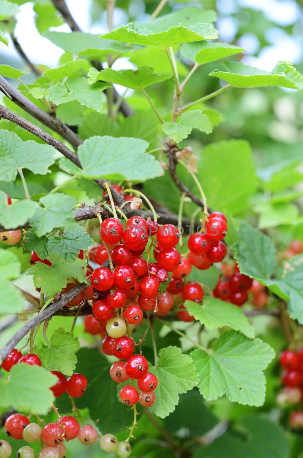 red currant by sarkao