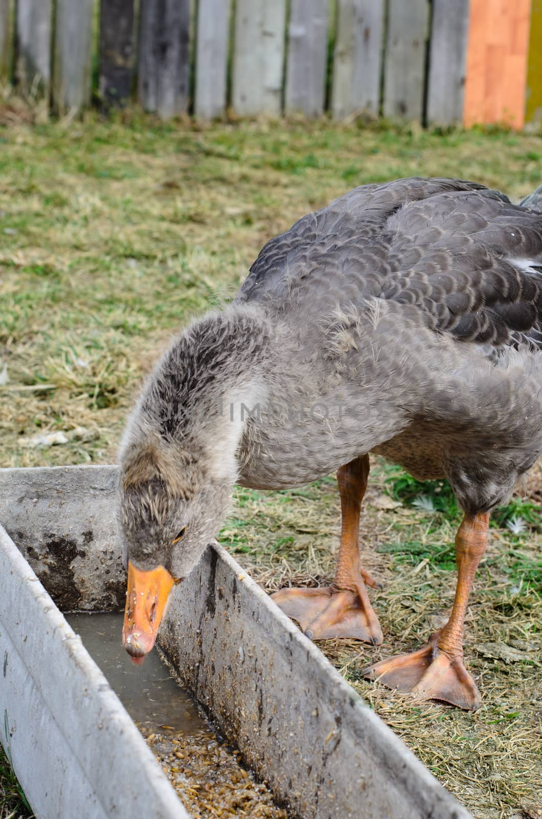goose