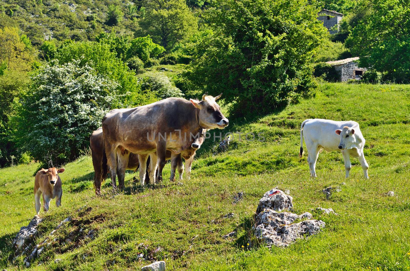 Cows grazing in green valley, Italy