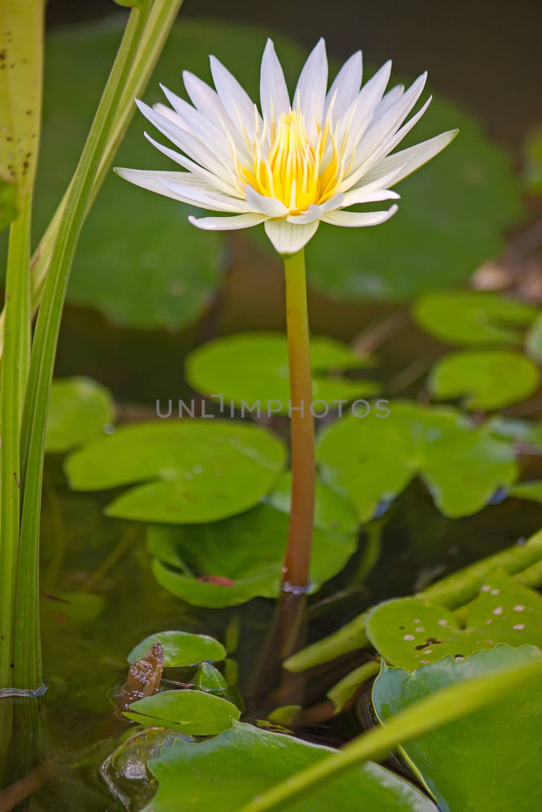A white water lily sticking out of the water on a background of leaves.