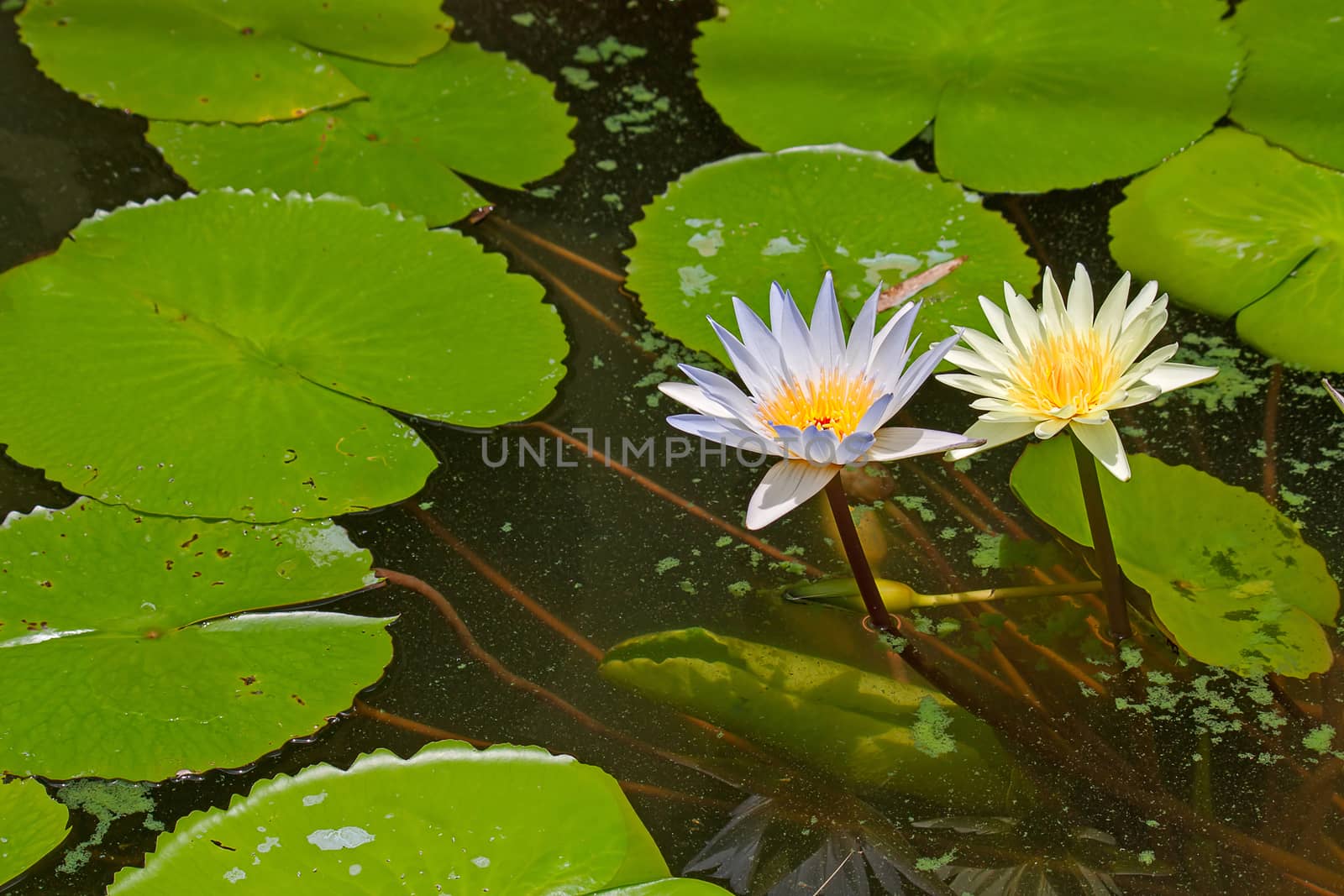 water lilies by zhannaprokopeva