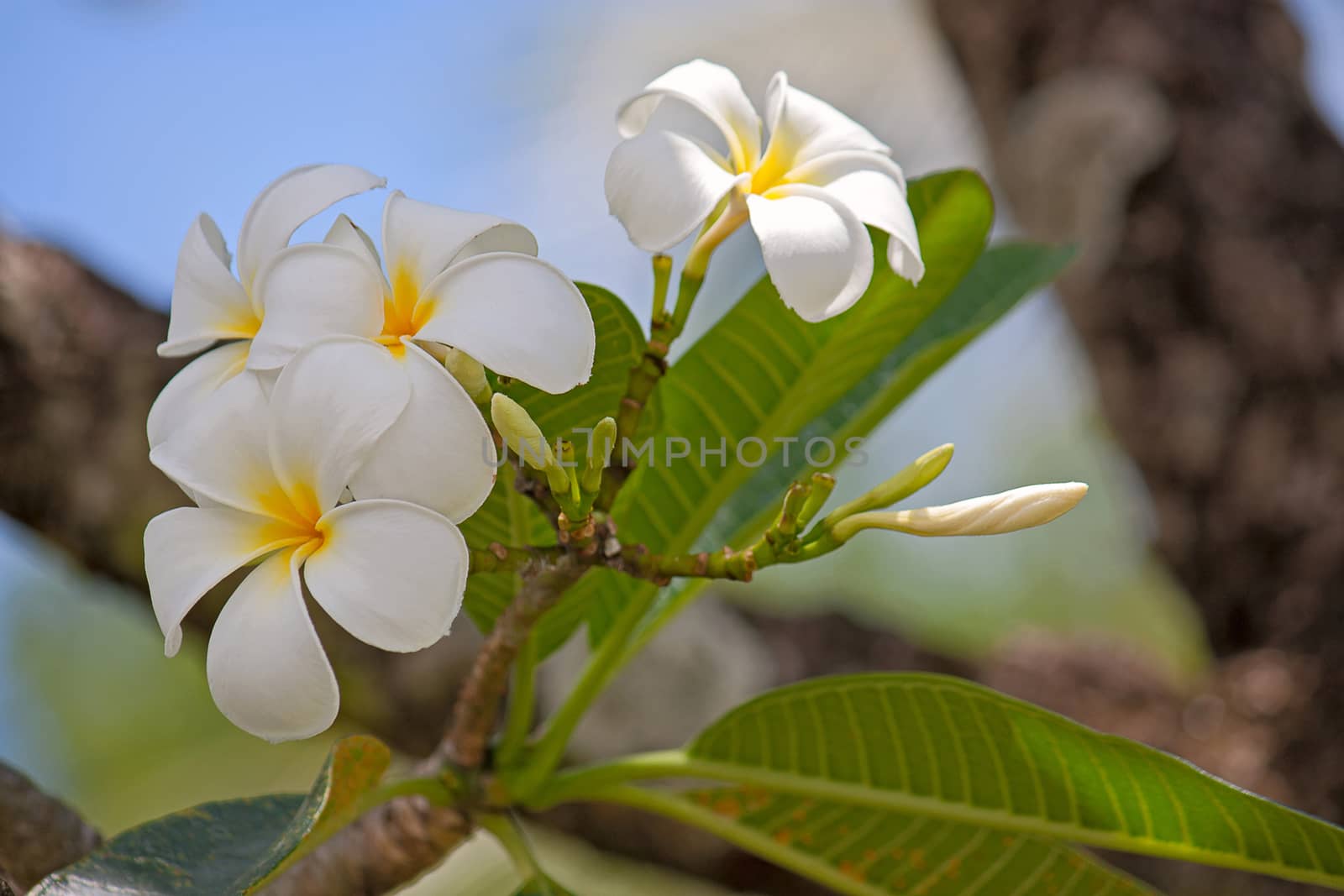 White plumeria flowers on a background of leaves, Thailand.