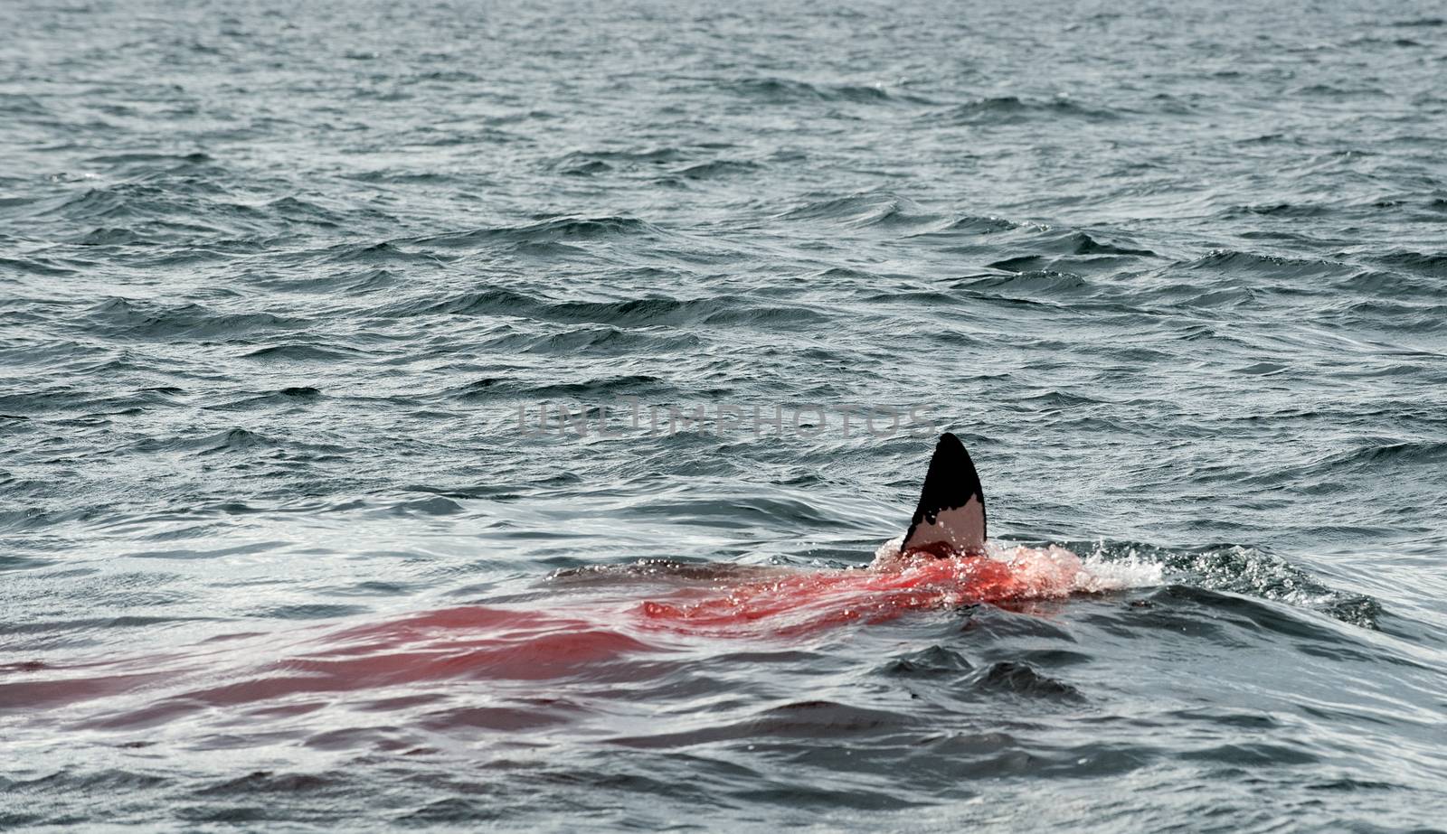 Fin of a Great white shark (Carcharodon carcharias)in the blood. The Great white shark eats the prey in the water.