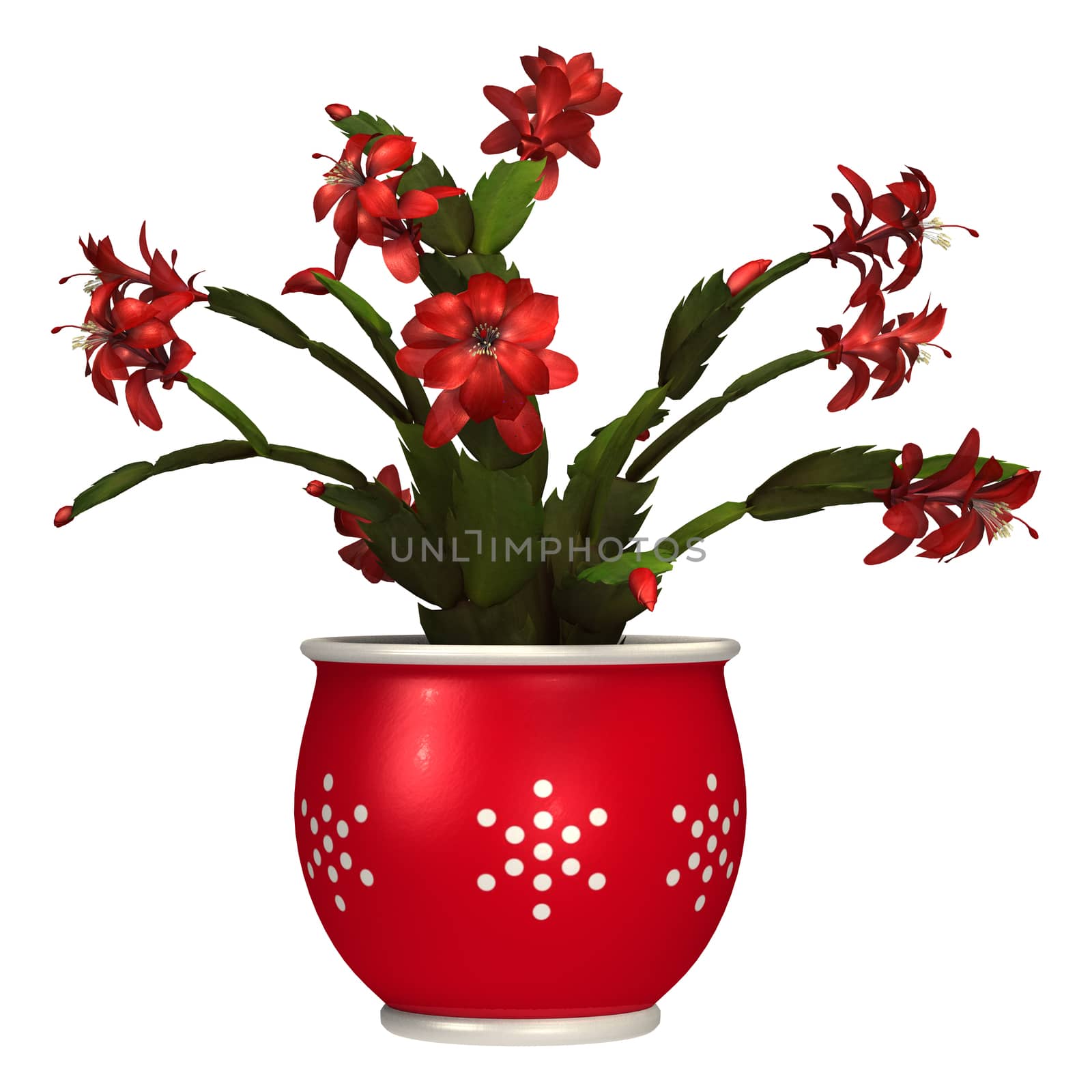 3D digital render of a Christmas cactus in a flower pot isolated on white background