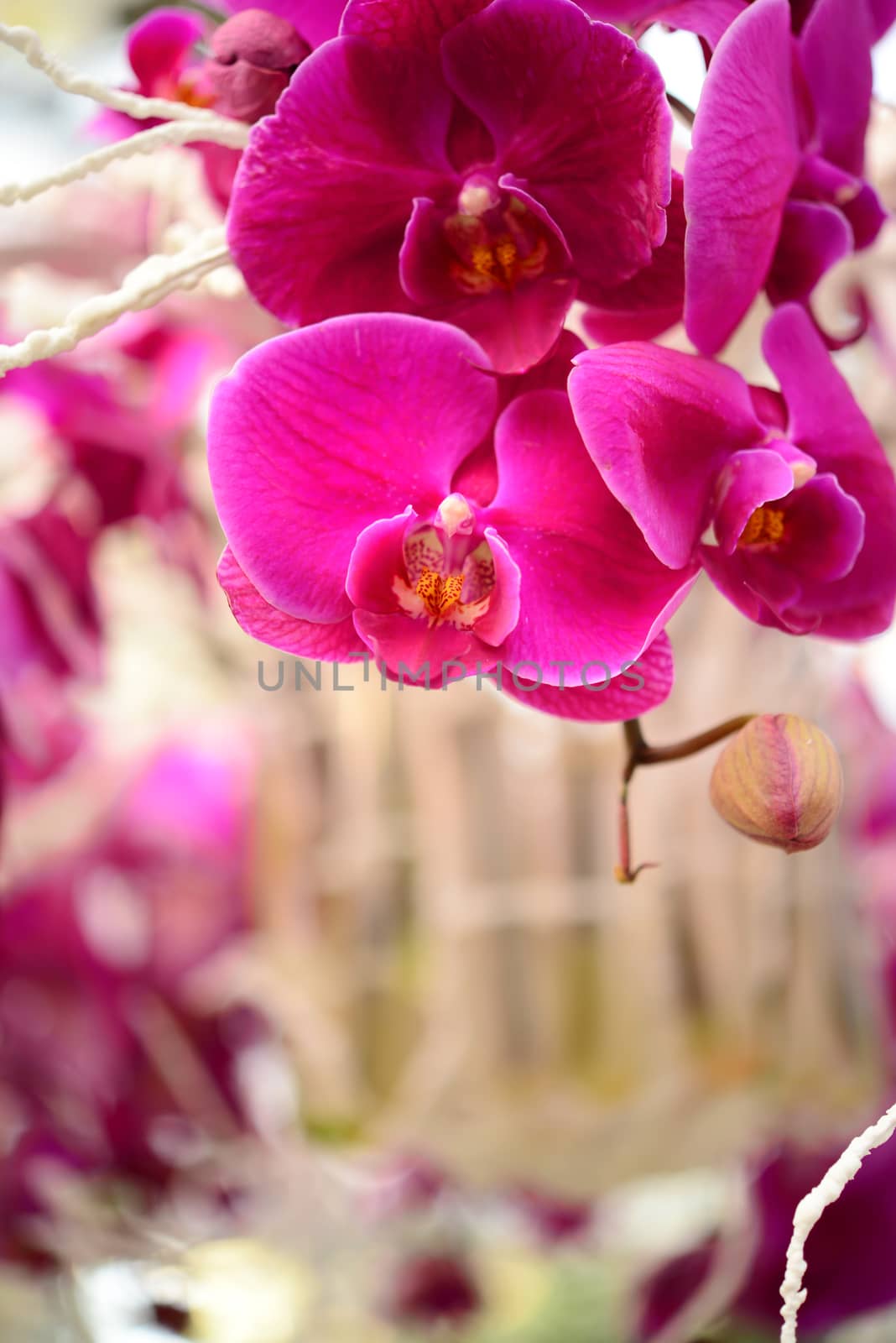 pink orchid by antpkr