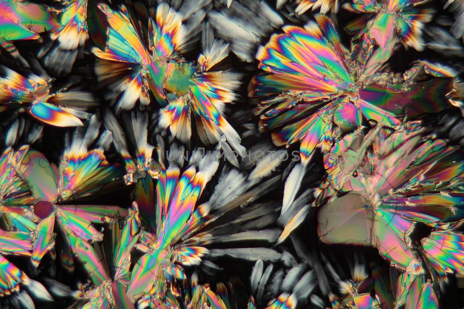 Malic acid under the microscope (magnification 80x and polarized light).