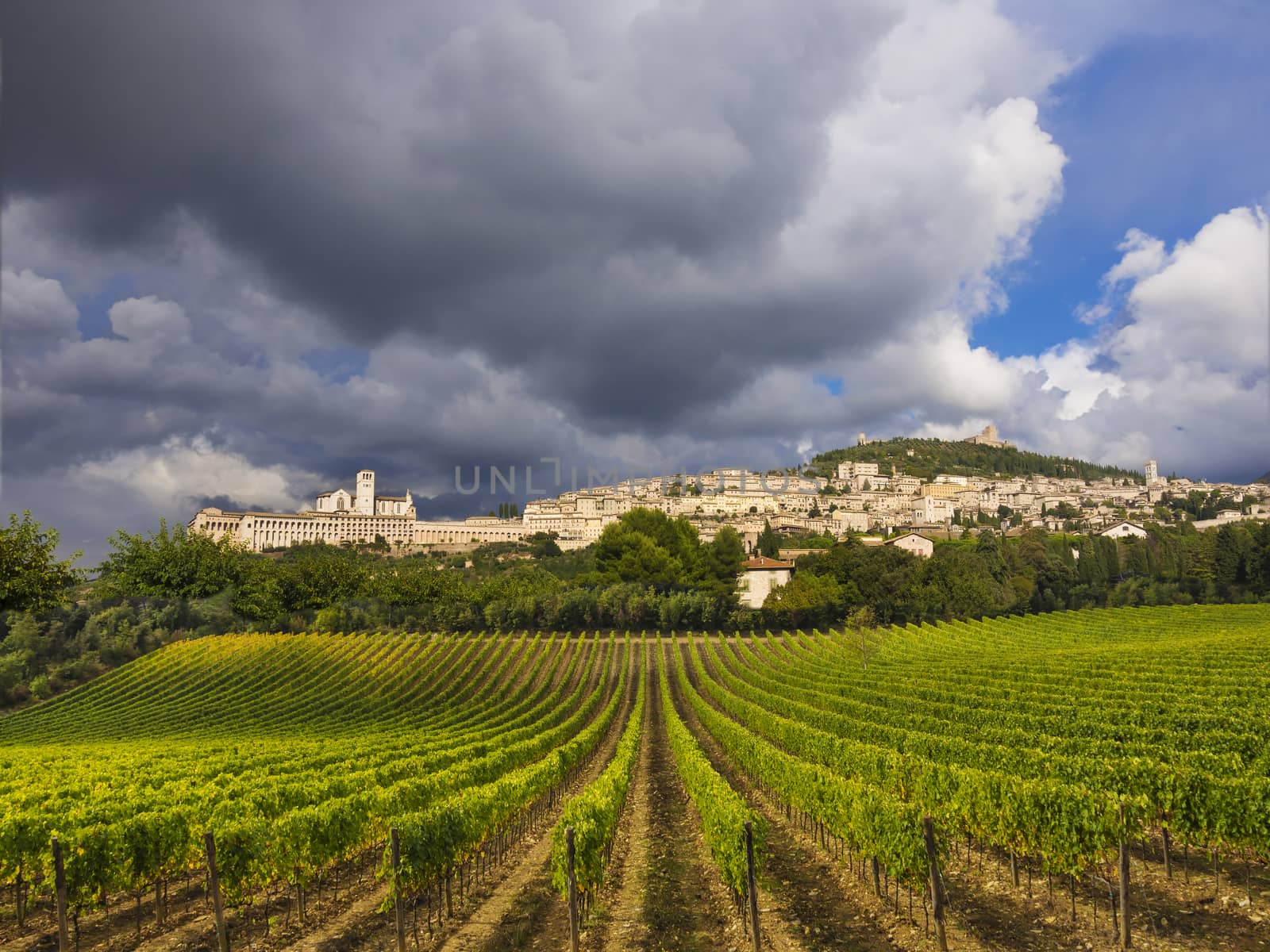 Vineyards in Tuscany, Italy by f/2sumicron