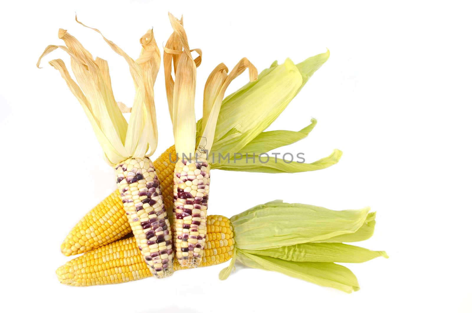 Sweet corn isolated on white background