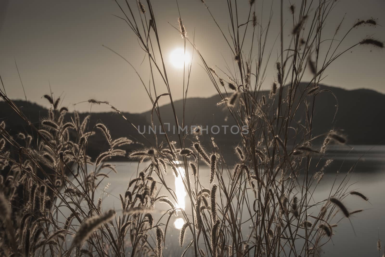 Flower grass with sunset background at dam, Chiangmai, Thailand