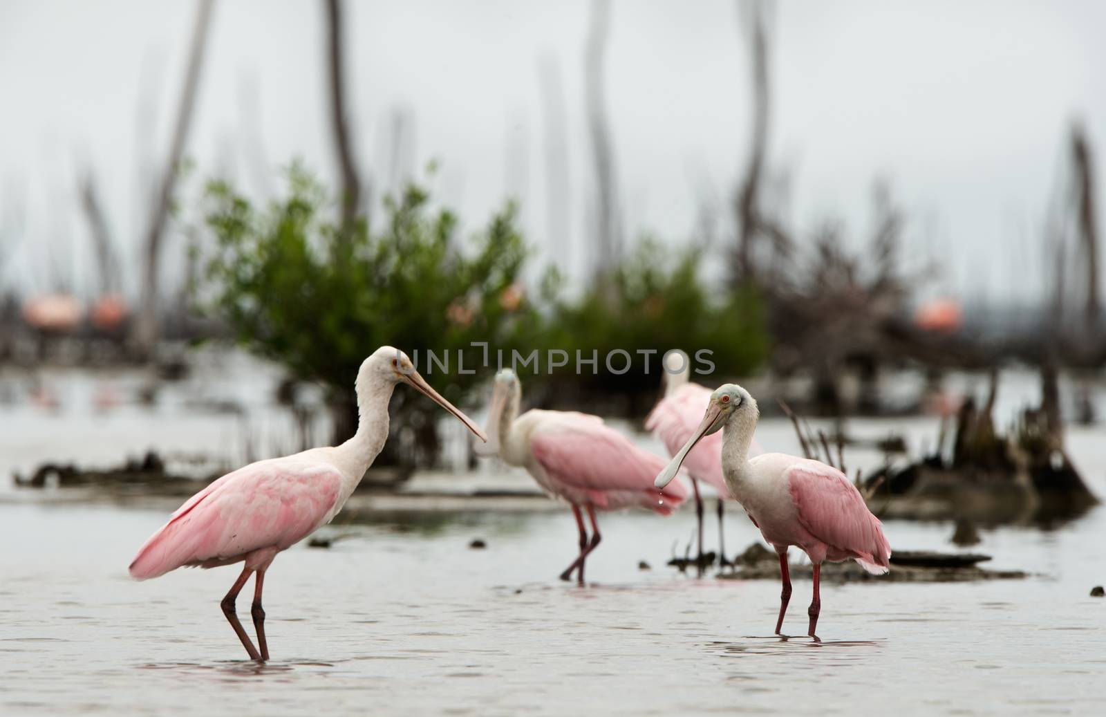 The Roseate Spoonbill, Platalea ajaja, (sometimes placed in its own genus Ajaja)