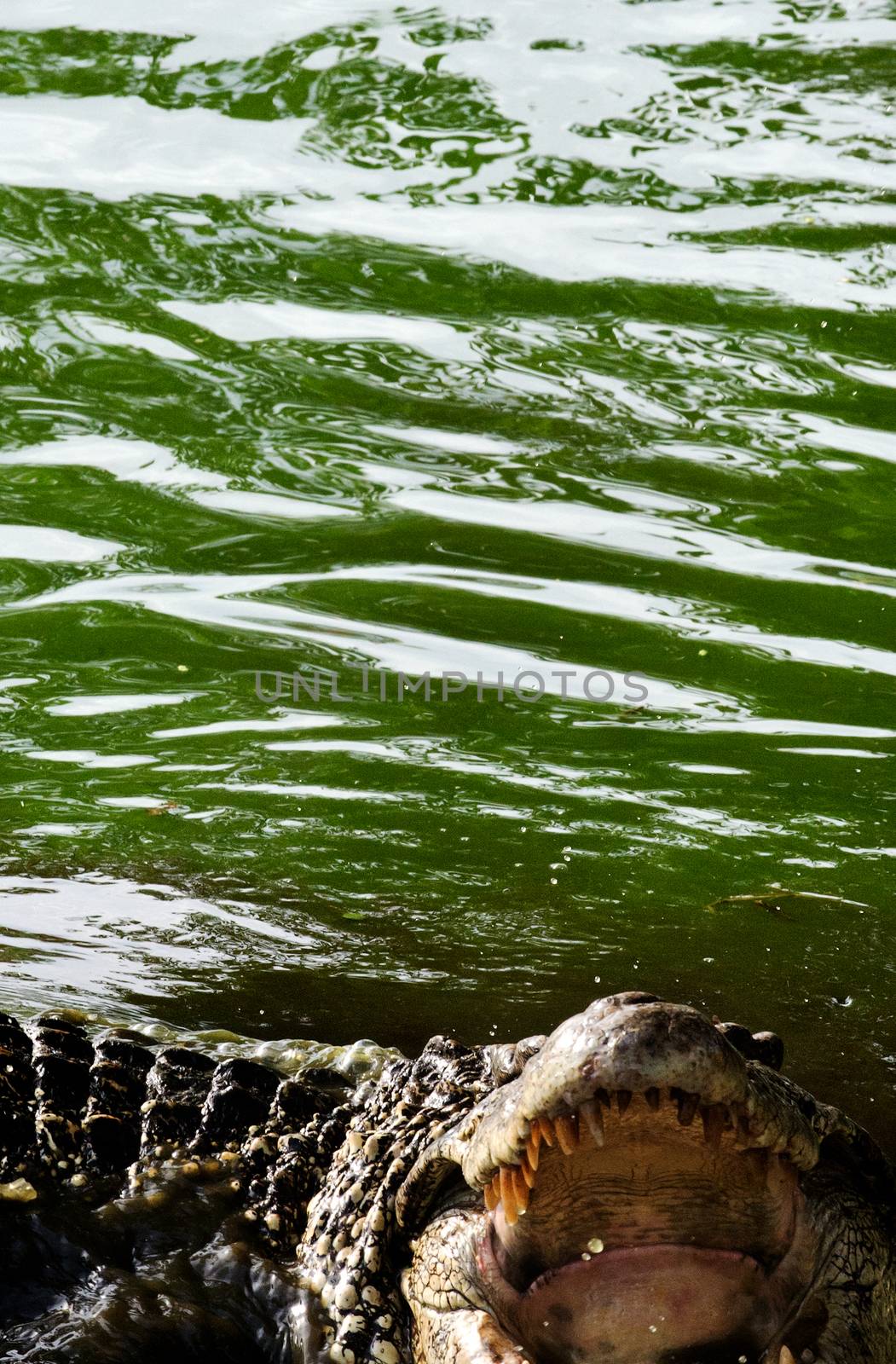  Cuban crocodile (Crocodylus rhombifer) with open Mouth in the water