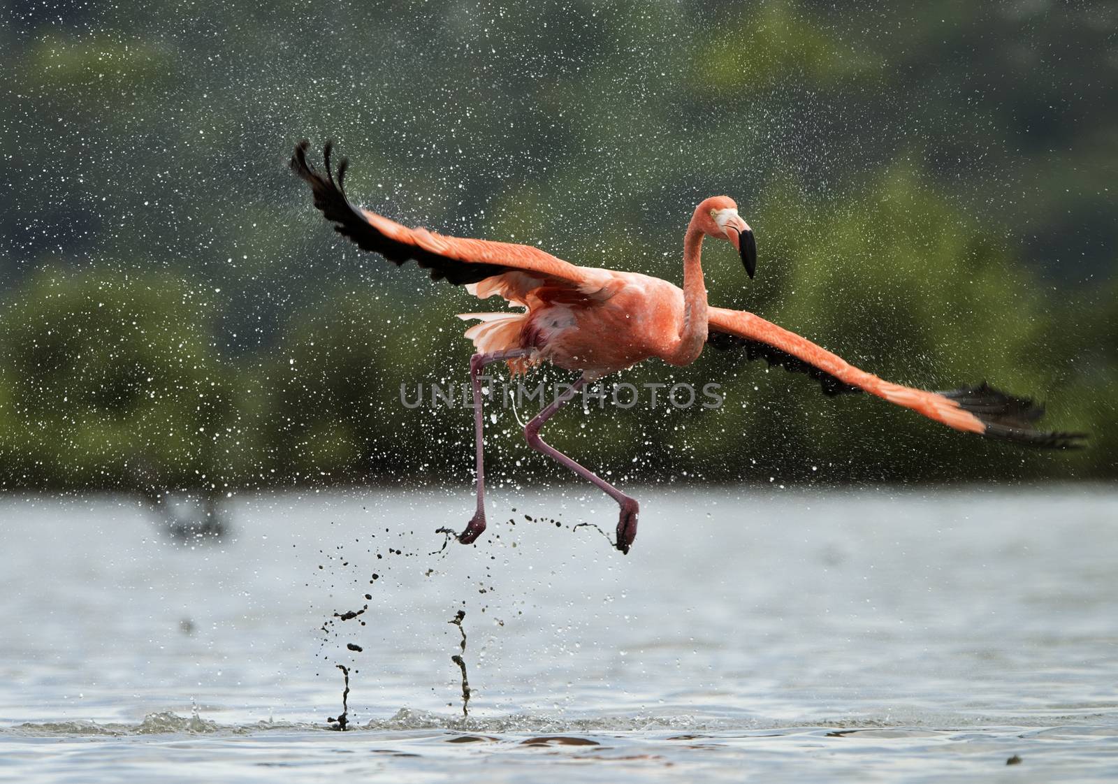 American Flamingo ( Phoenicopterus ruber ) run on the water with splashes.