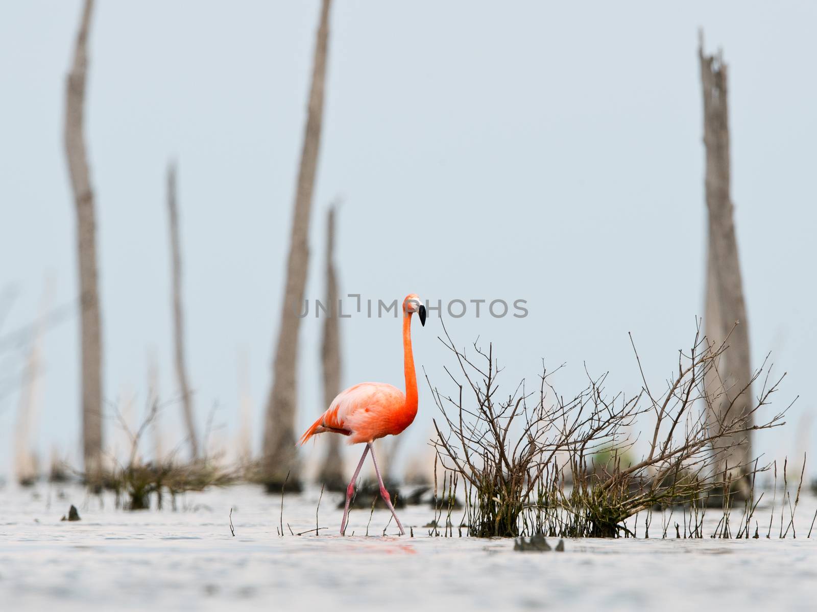 The pink Caribbean flamingo goes on water. by SURZ