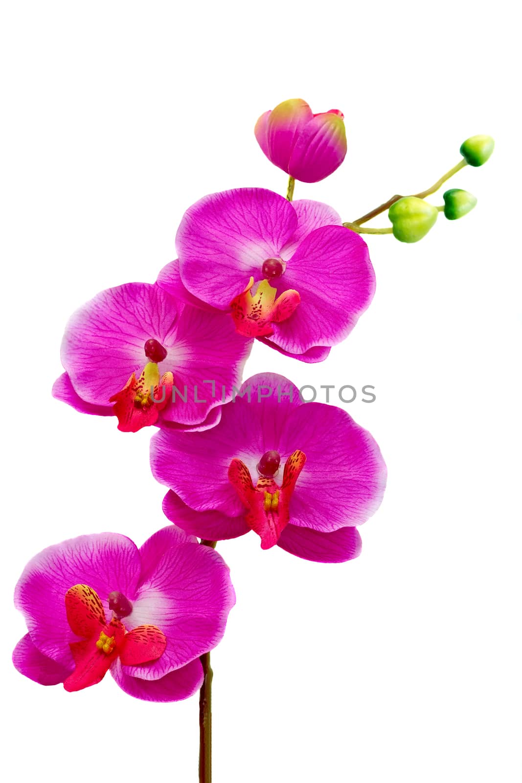 Beautiful artificial flower Orchid hot pink on a white background.