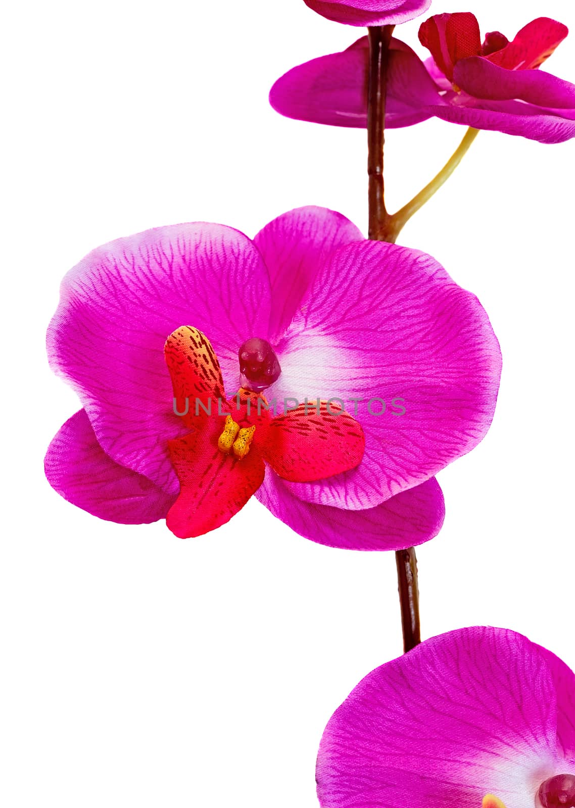 Beautiful artificial flower Orchid hot pink on a white background.