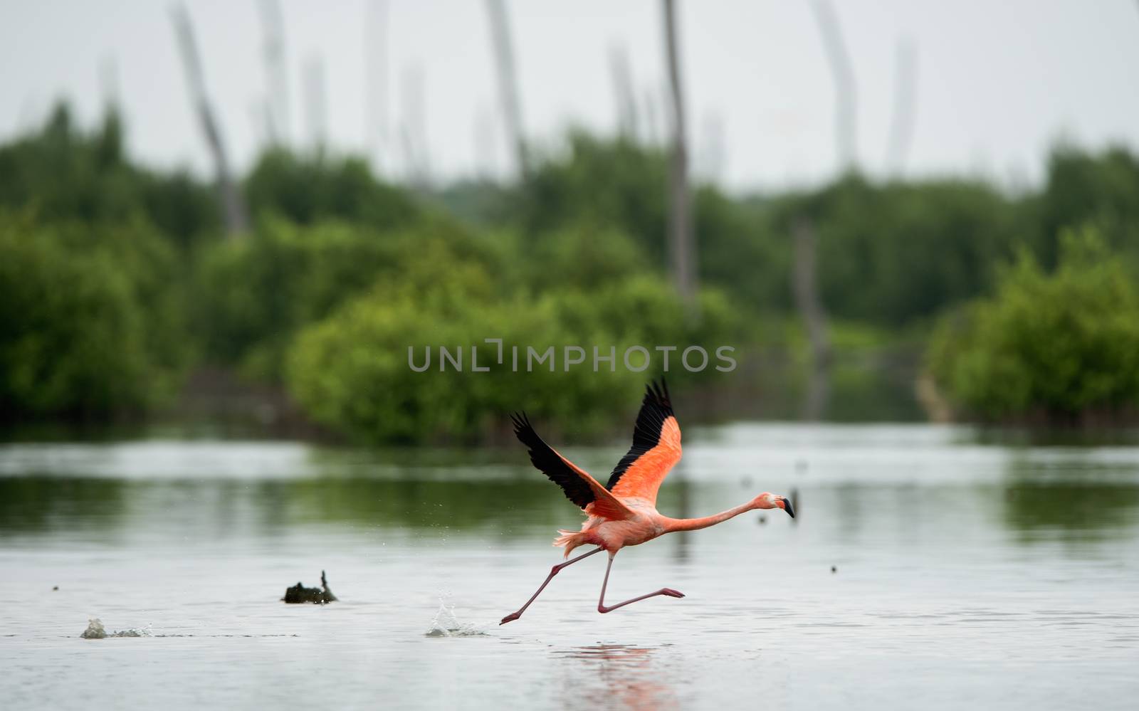 American Flamingo ( Phoenicopterus ruber ) run on the water with splashes.