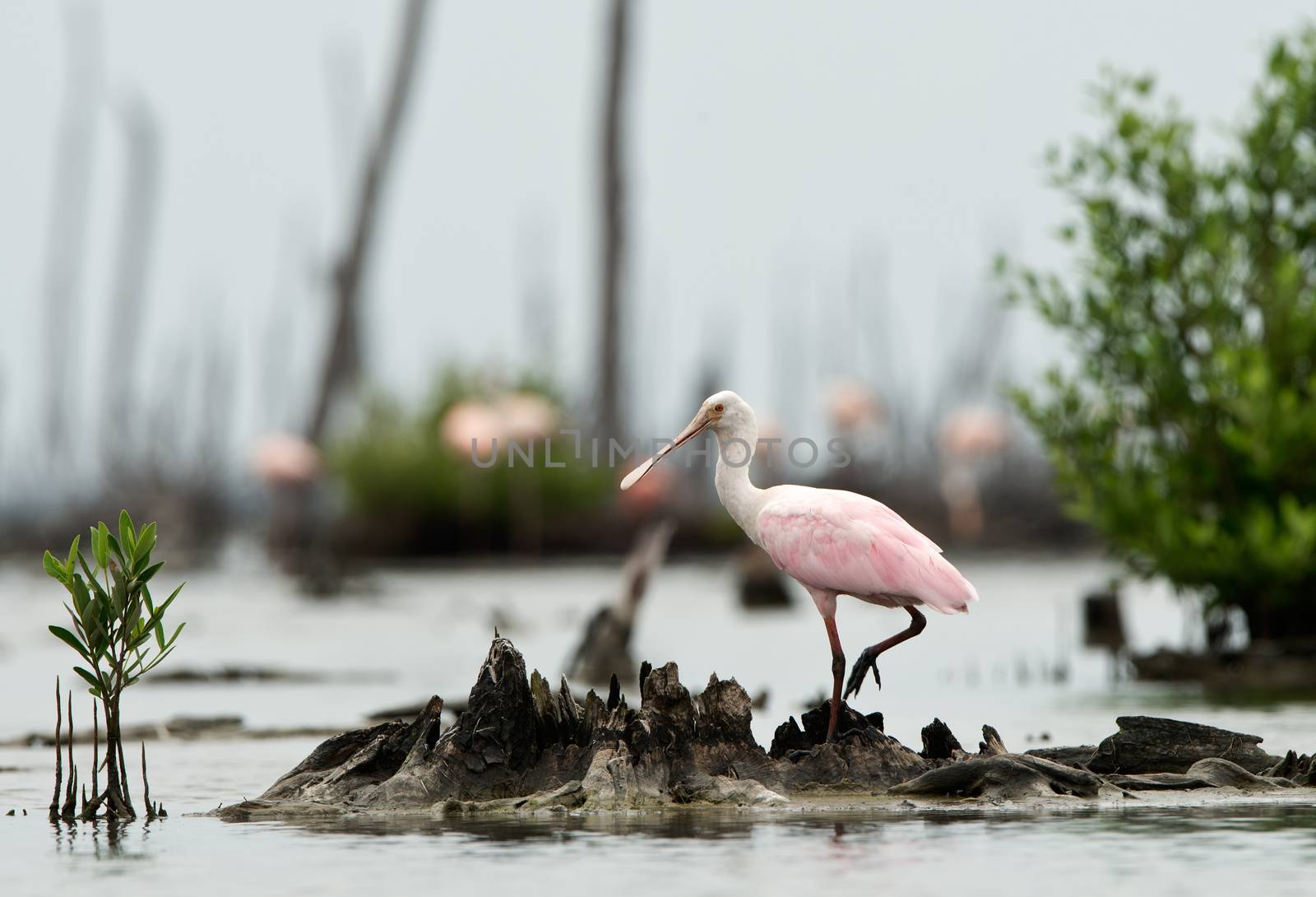 The Roseate Spoonbils by SURZ