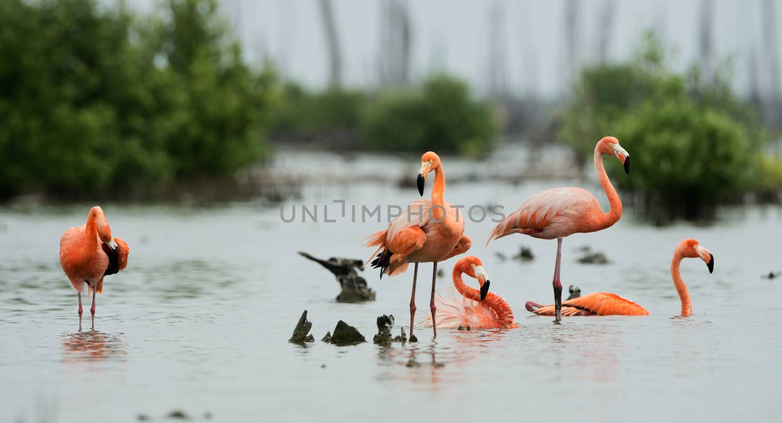 Caribean Flamingo bathing by SURZ
