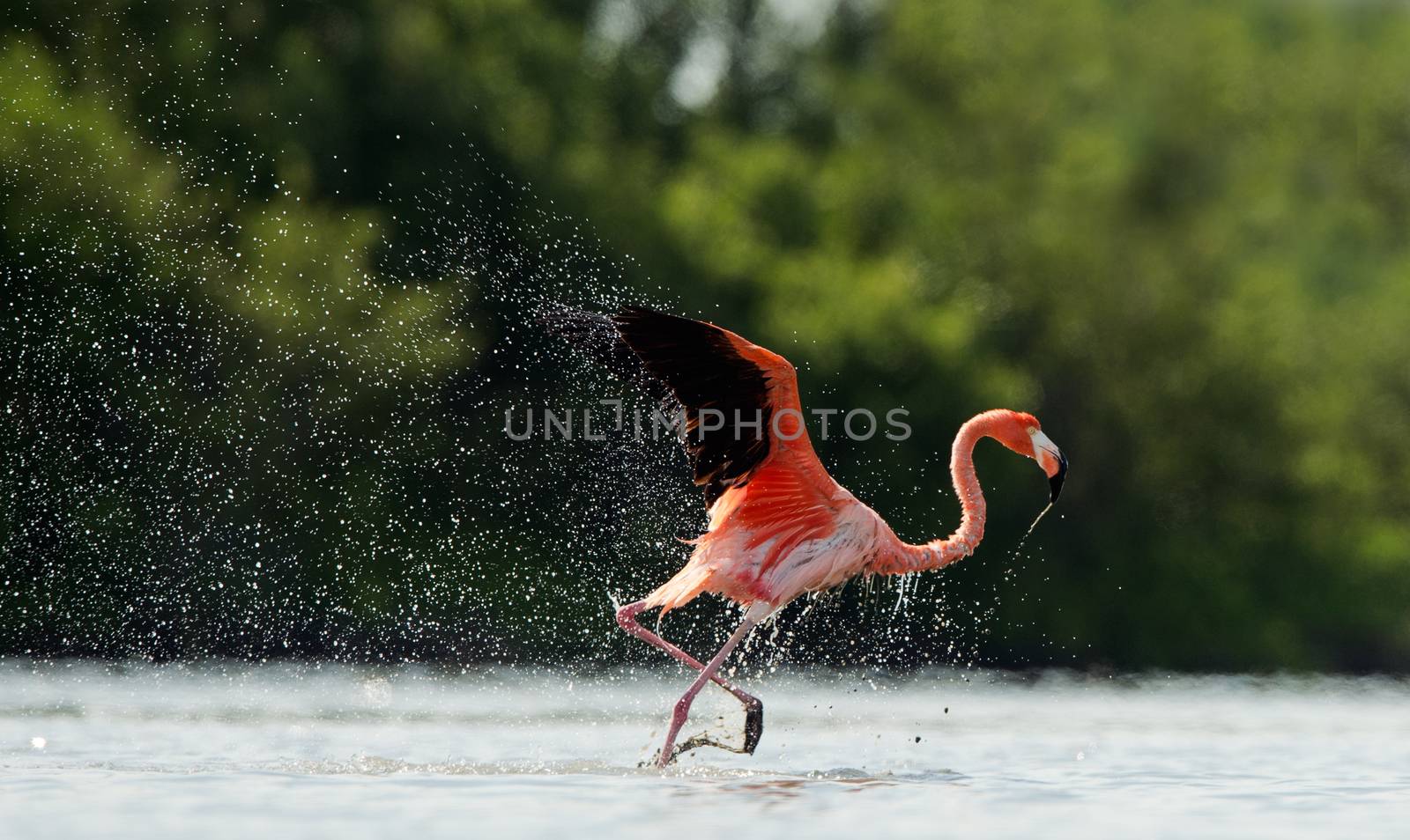 American Flamingo ( Phoenicopterus ruber ) run on the water with splashes.
