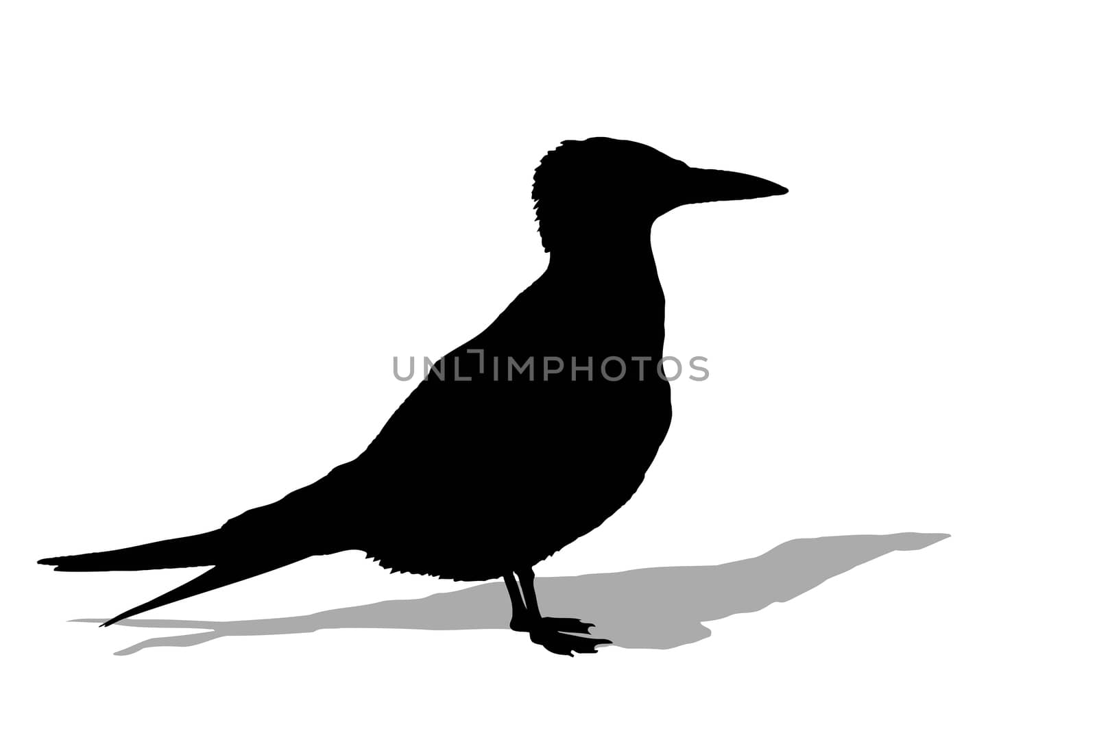 Seagull silhouette with shadow, isolated on white background.