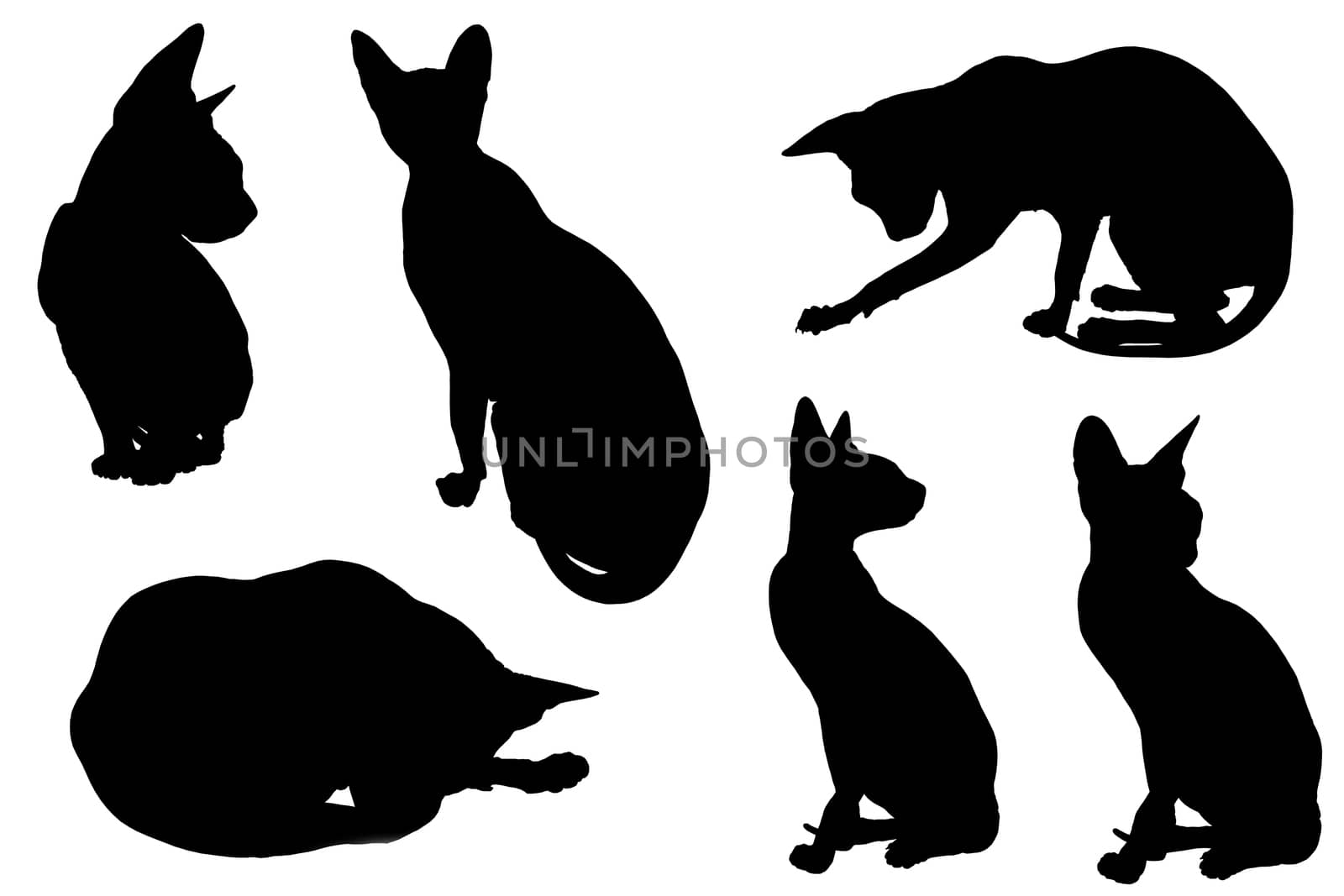 Cat silhouette with shadow, isolated on white background.