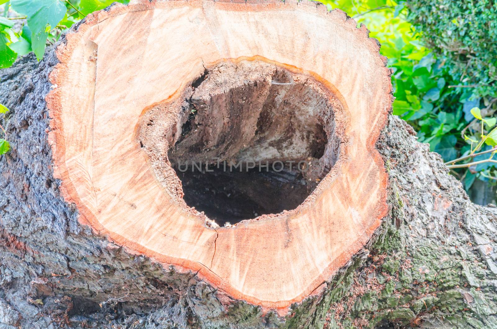 Hollowed-out tree trunk from the inside verpfault.